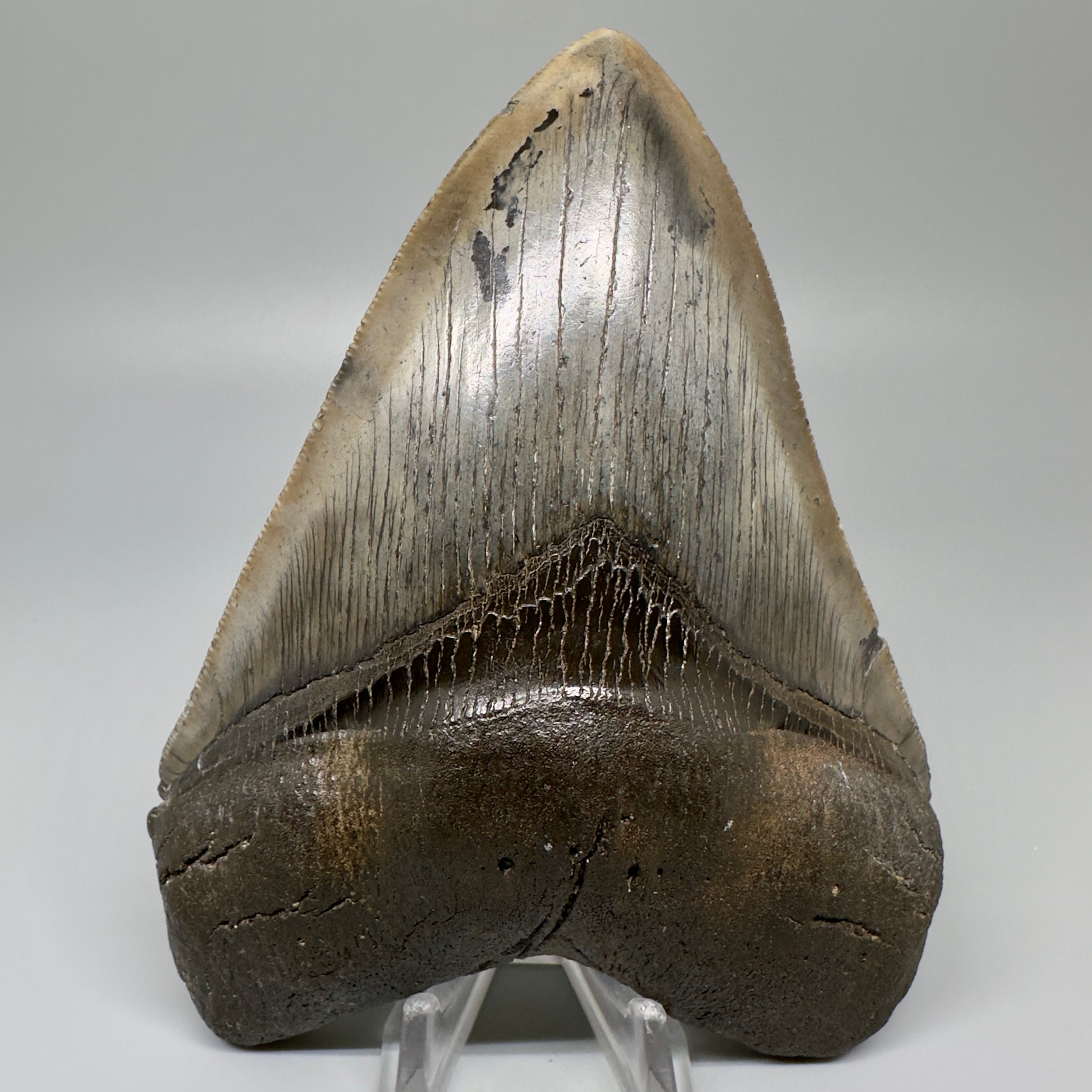 Gorgeous, colorful 5.12" Fossil Megalodon Tooth - South Carolina CM5072 - Front