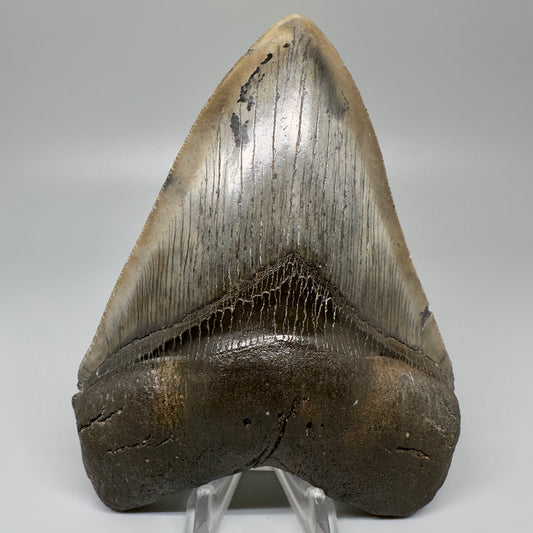 Gorgeous, colorful 5.12" Fossil Megalodon Tooth - South Carolina CM5072 - Front