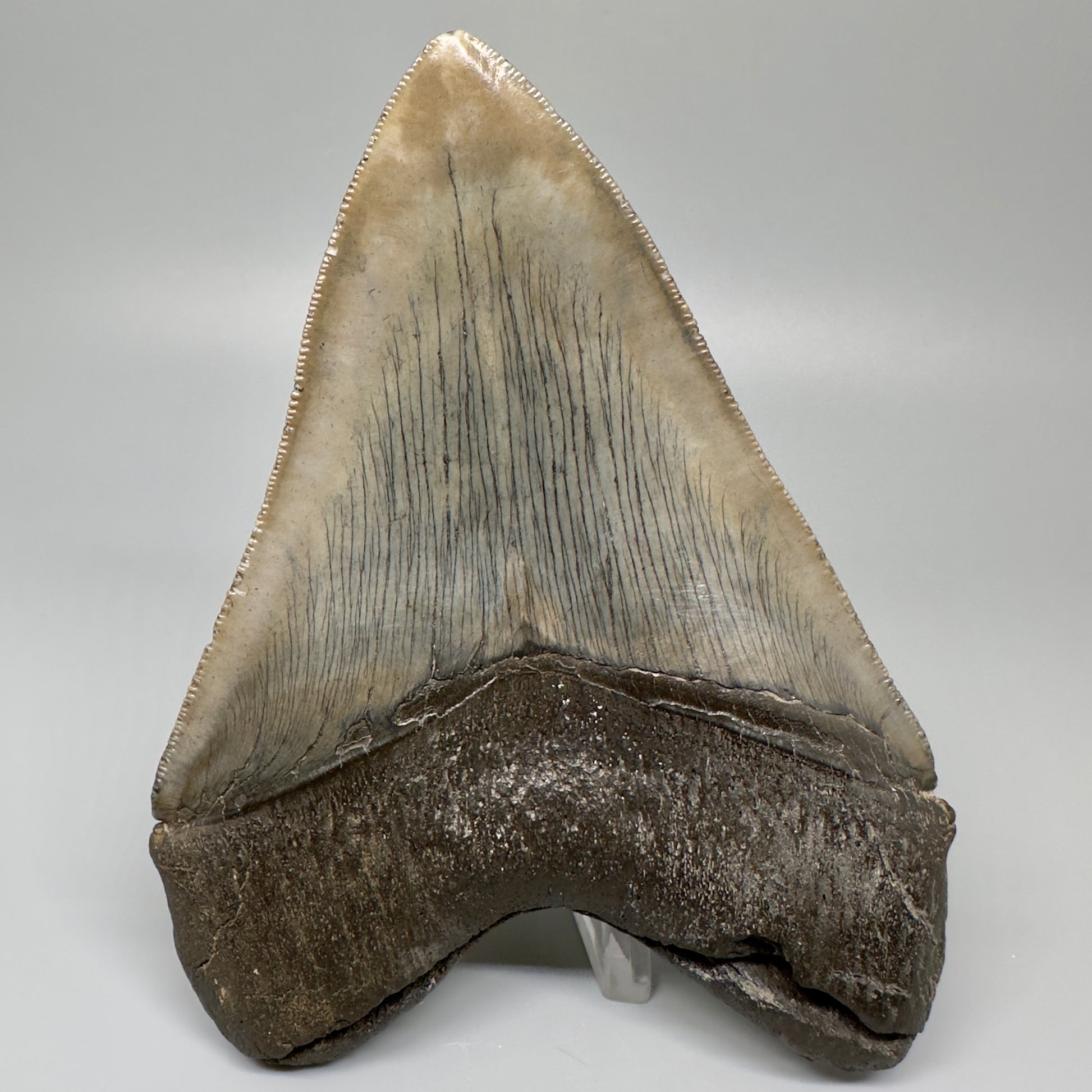 Gorgeous, colorful 5.12" Fossil Megalodon Tooth - South Carolina CM5072 - Back 