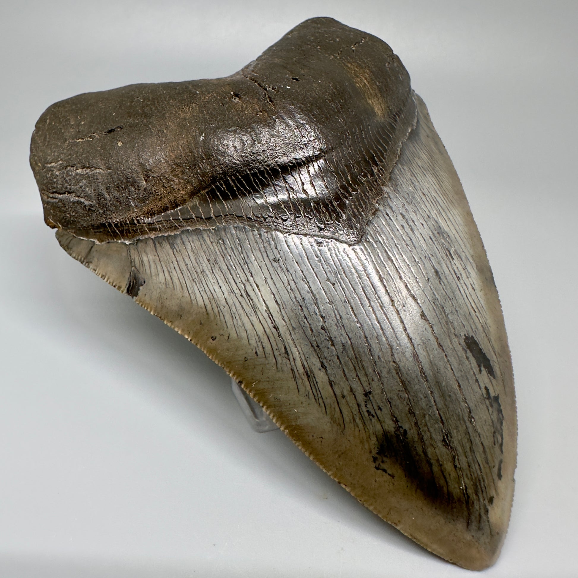 Gorgeous, colorful 5.12" Fossil Megalodon Tooth - South Carolina CM5072 - Front Left