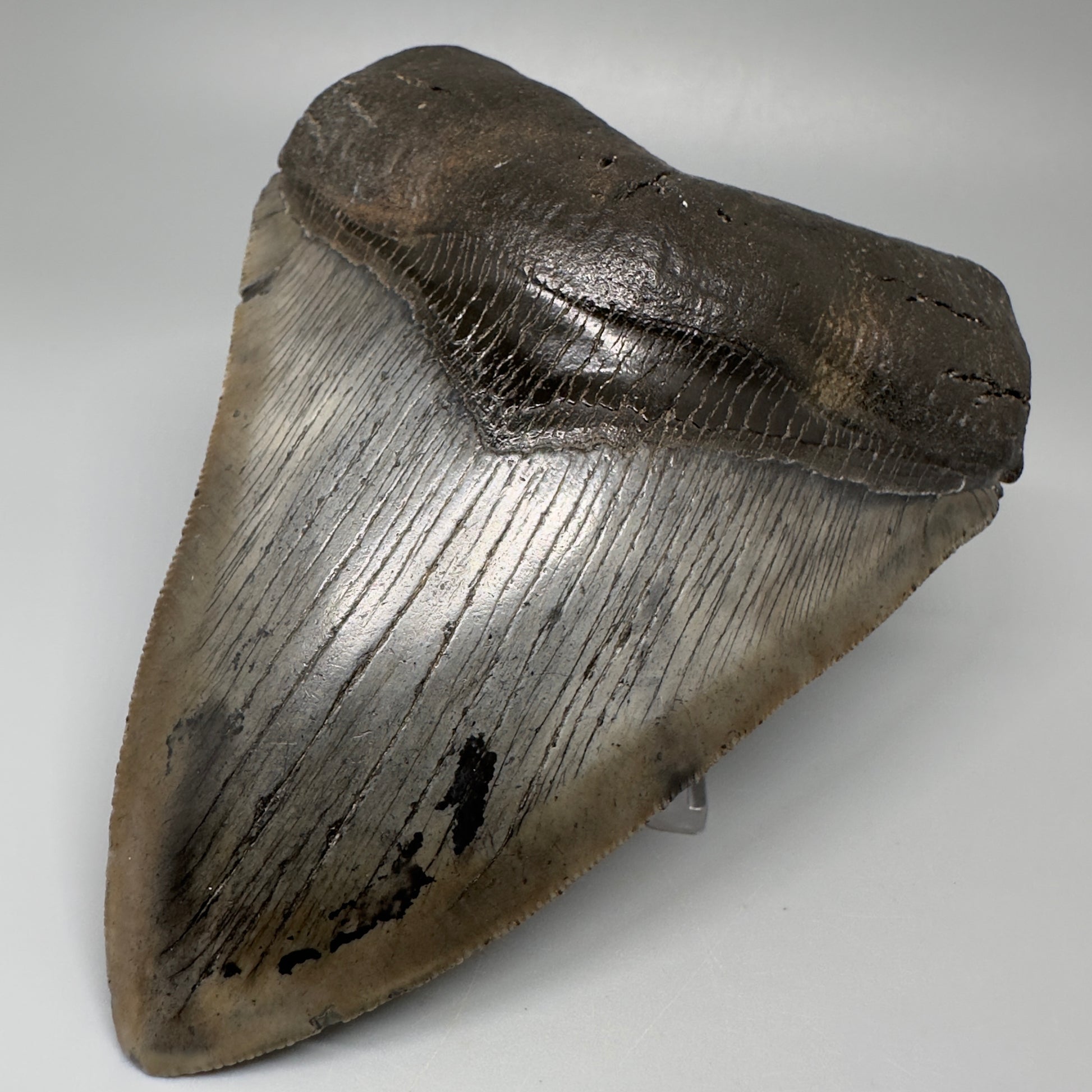 Gorgeous, colorful 5.12" Fossil Megalodon Tooth - South Carolina CM5072 - Front Right