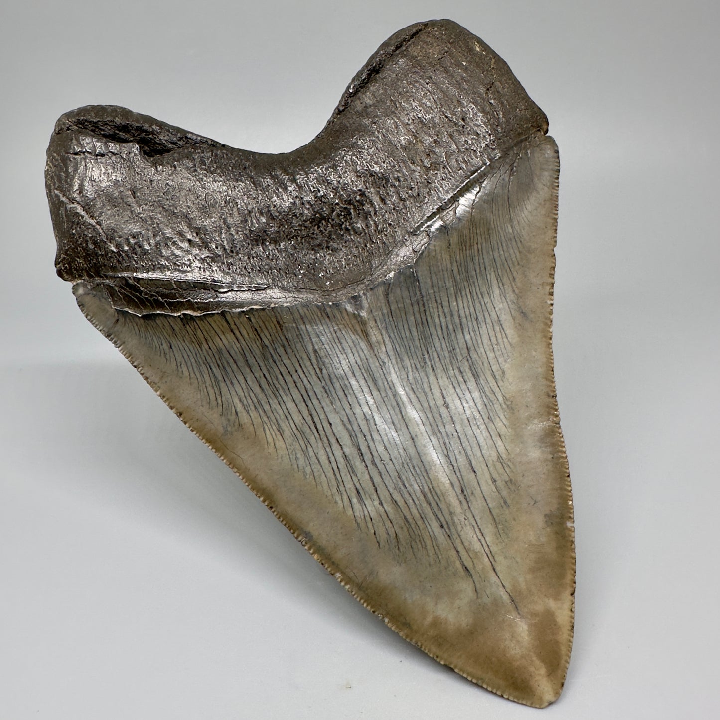 Gorgeous, colorful 5.12" Fossil Megalodon Tooth - South Carolina CM5072 - Back Left