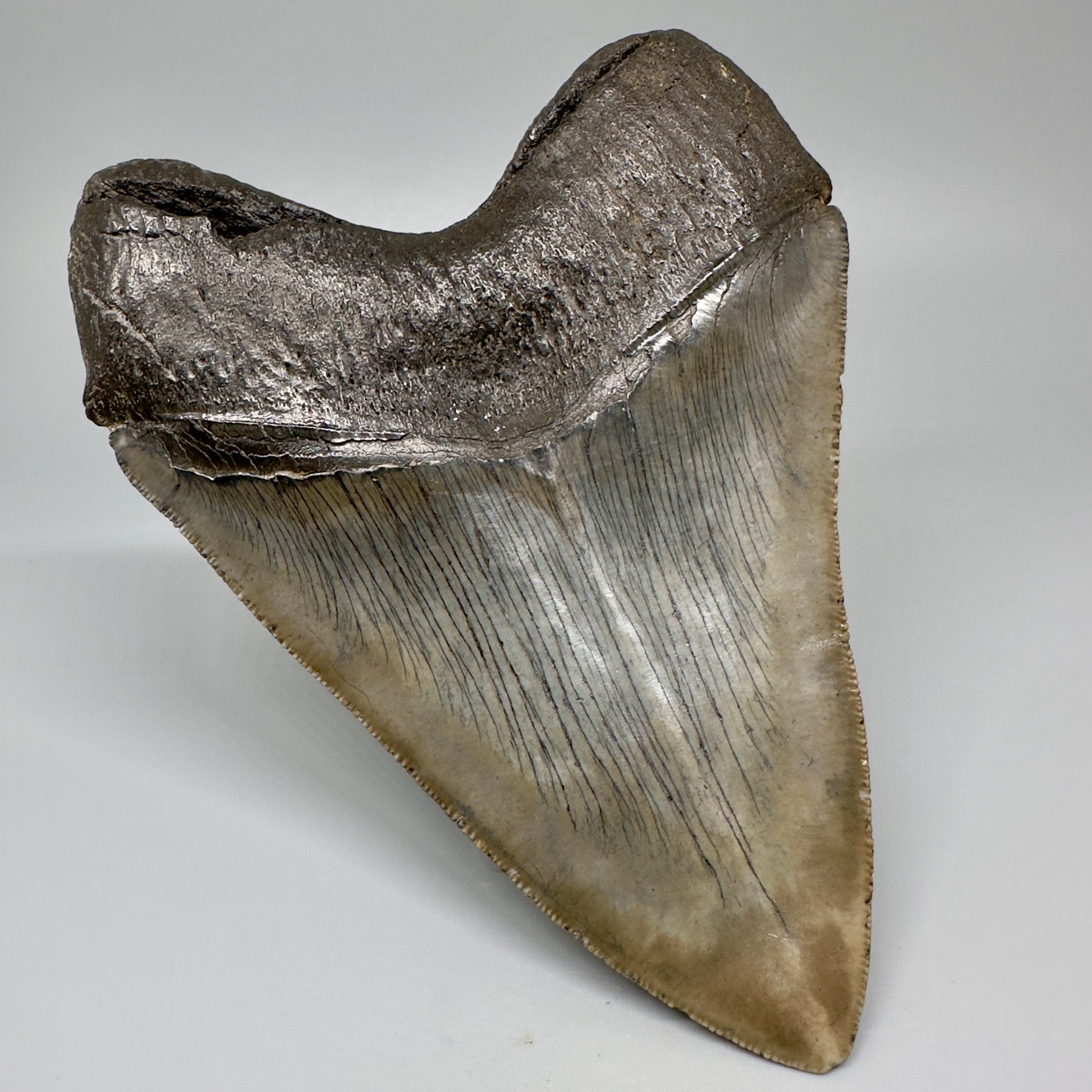 Gorgeous, colorful 5.12" Fossil Megalodon Tooth - South Carolina CM5072 - Back Left