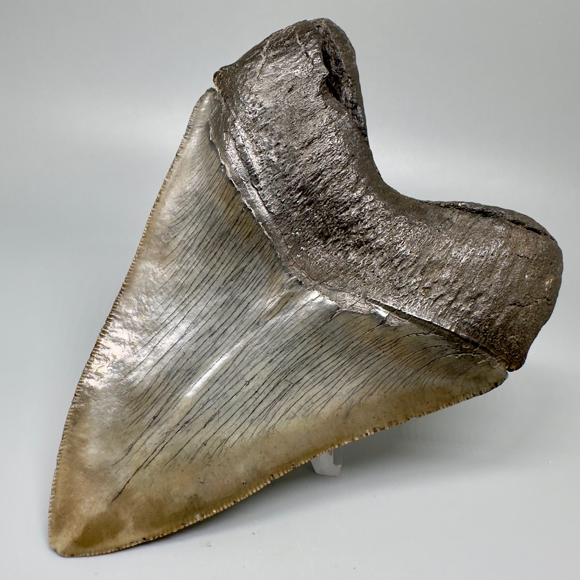 Gorgeous, colorful 5.12" Fossil Megalodon Tooth - South Carolina CM5072 - Back Right