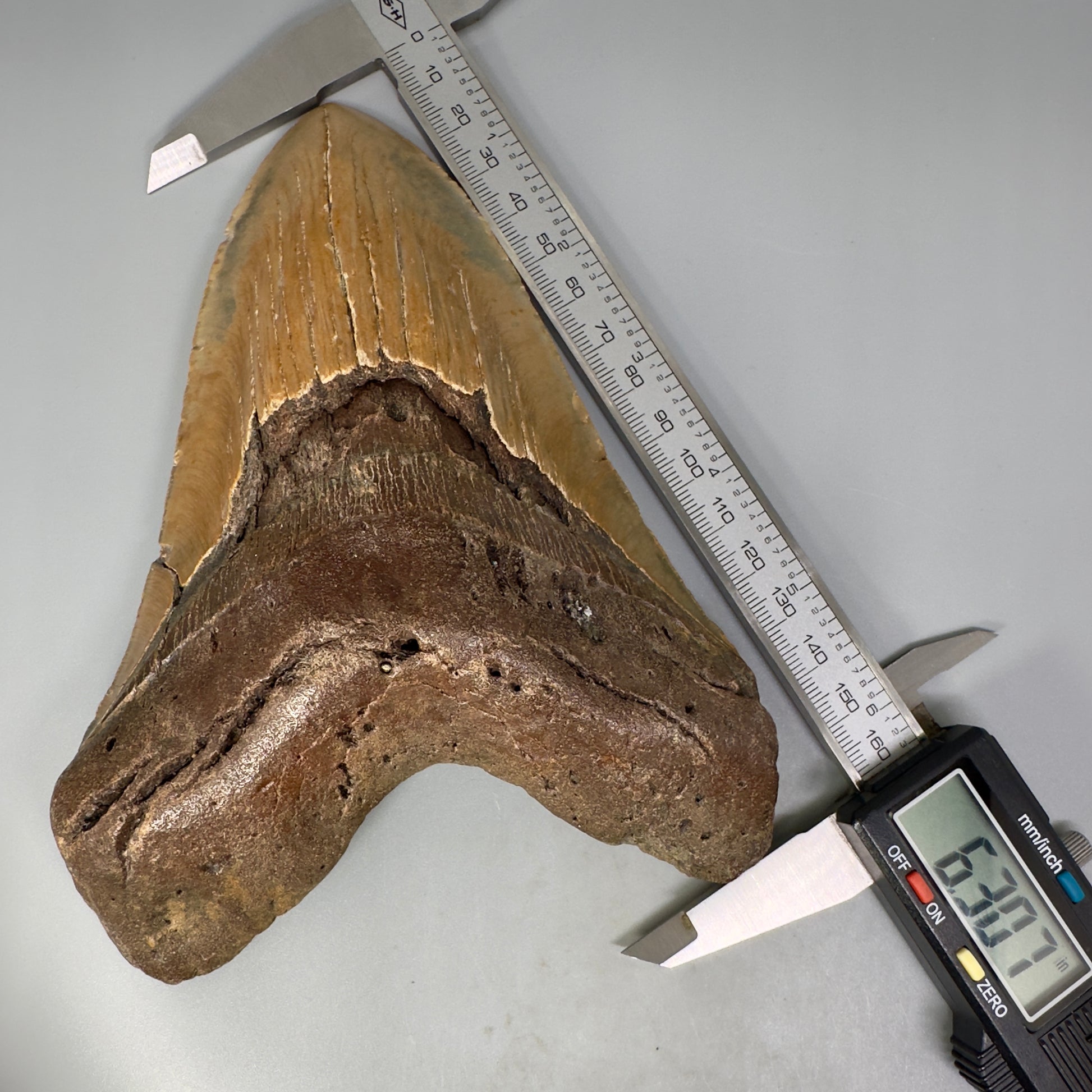 HUGE 6.30" Fossil Megalodon Shark Tooth - Wilmington North Carolina CM5305 - Front Calipers