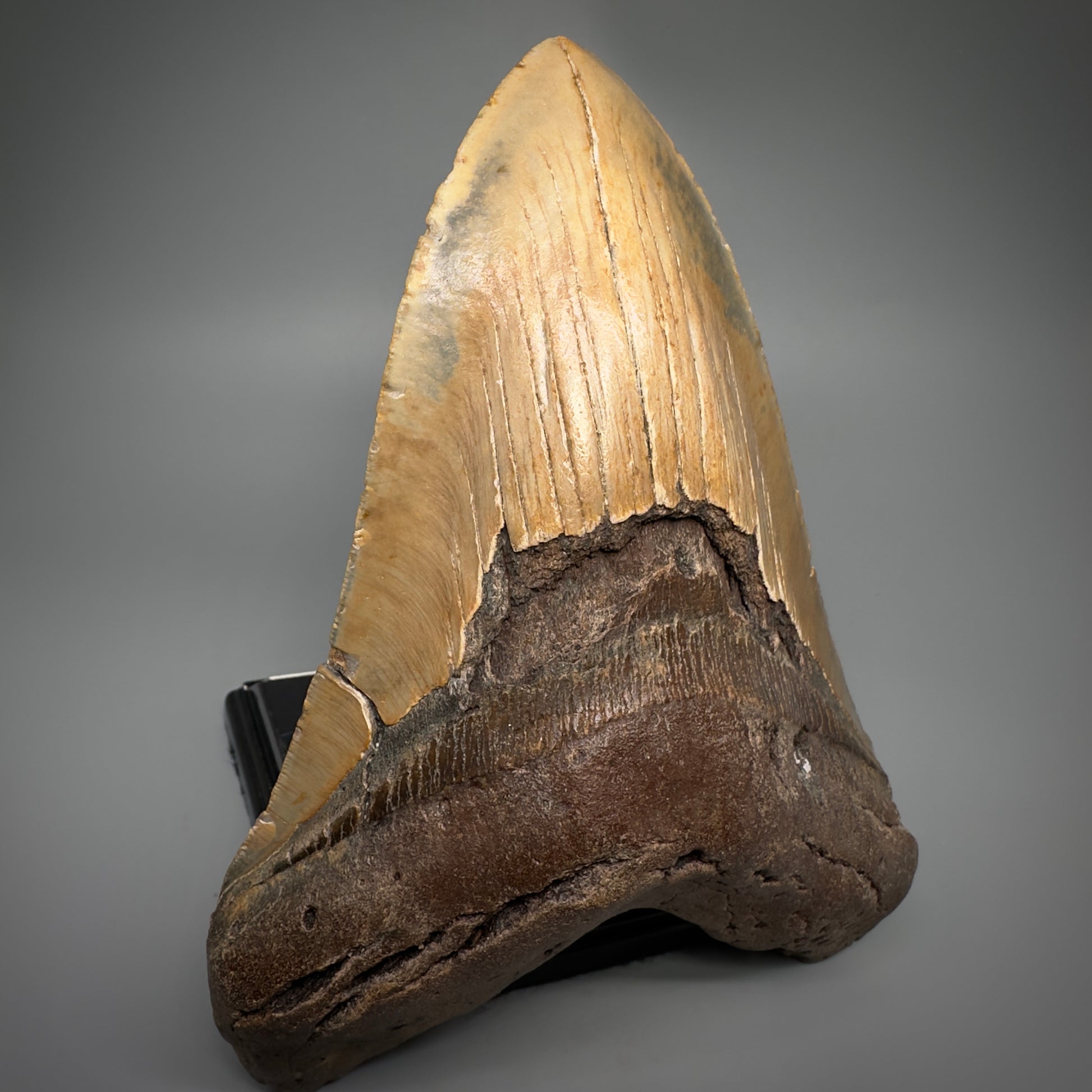 HUGE 6.30" Fossil Megalodon Shark Tooth - Wilmington North Carolina CM5305 - Front Left