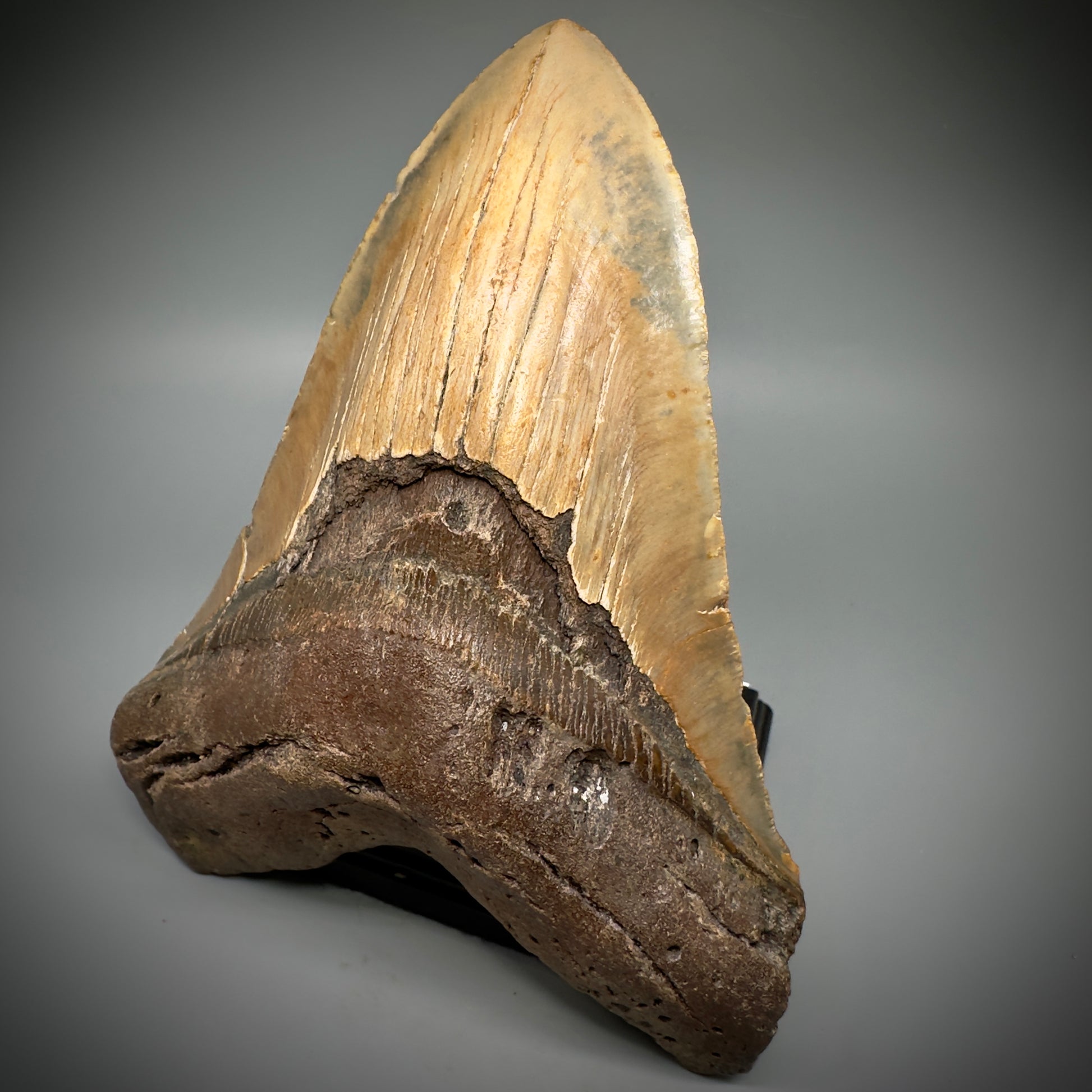 HUGE 6.30" Fossil Megalodon Shark Tooth - Wilmington North Carolina CM5305 - Front right