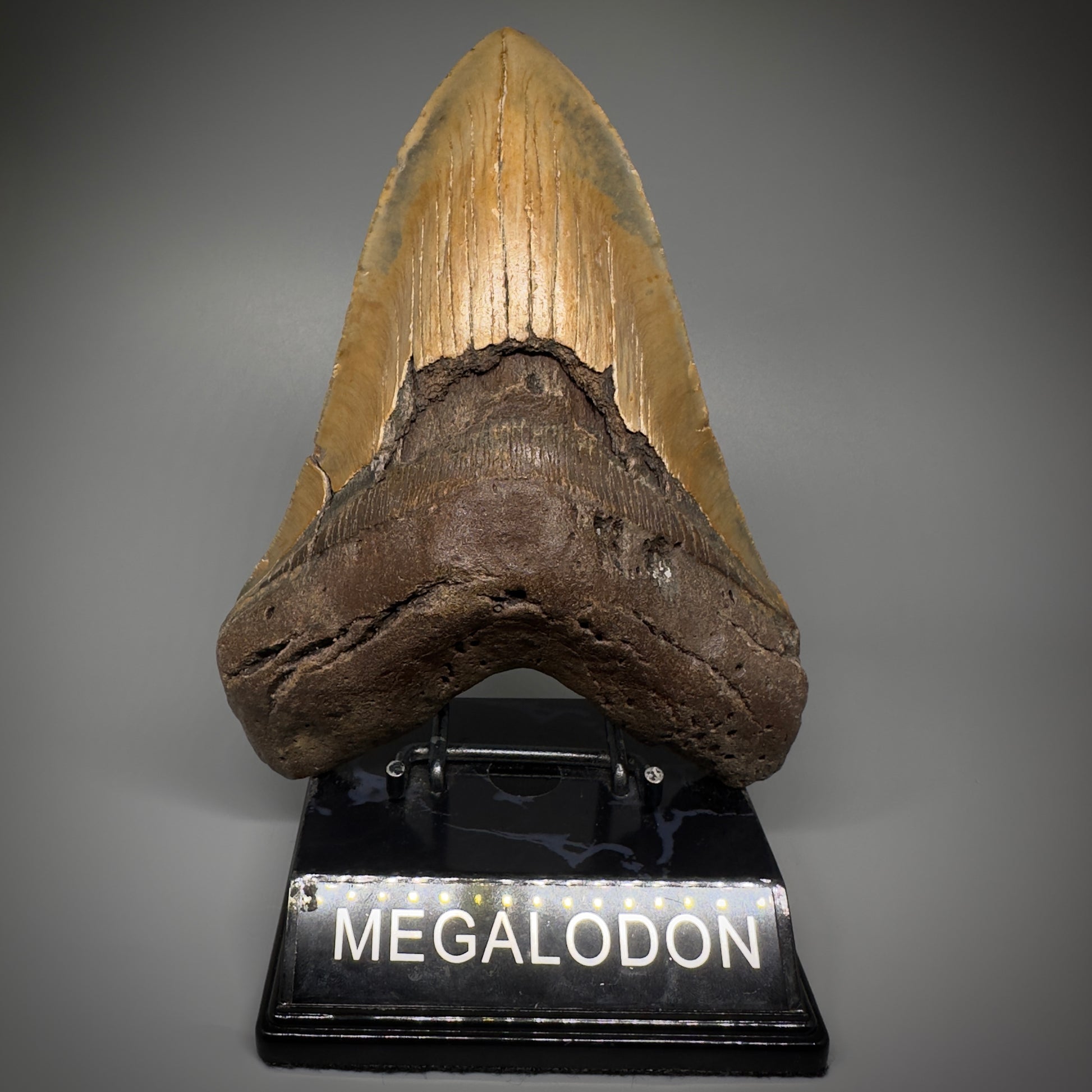 HUGE 6.30" Fossil Megalodon Shark Tooth - Wilmington North Carolina CM5305 - Front 2