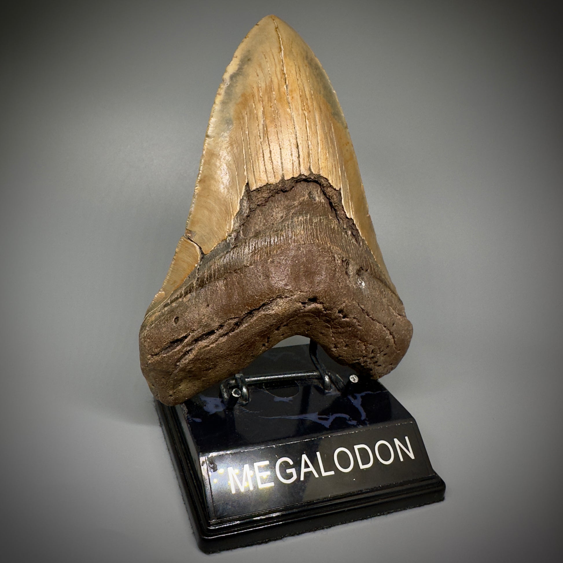 HUGE 6.30" Fossil Megalodon Shark Tooth - Wilmington North Carolina CM5305 - Front Left 2