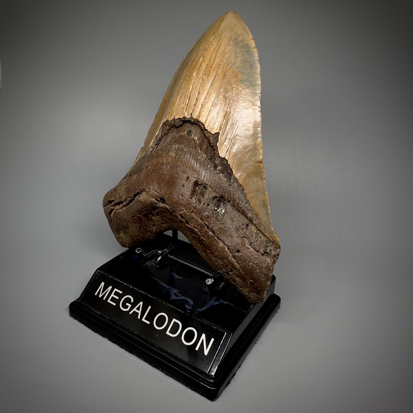 HUGE 6.30" Fossil Megalodon Shark Tooth - Wilmington North Carolina CM5305 - Front Right 2