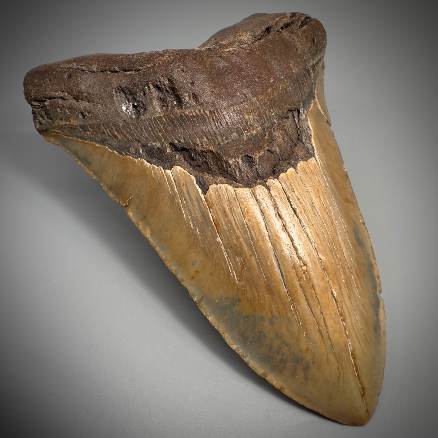 HUGE 6.30" Fossil Megalodon Shark Tooth - Wilmington North Carolina CM5305 - Front Left 3