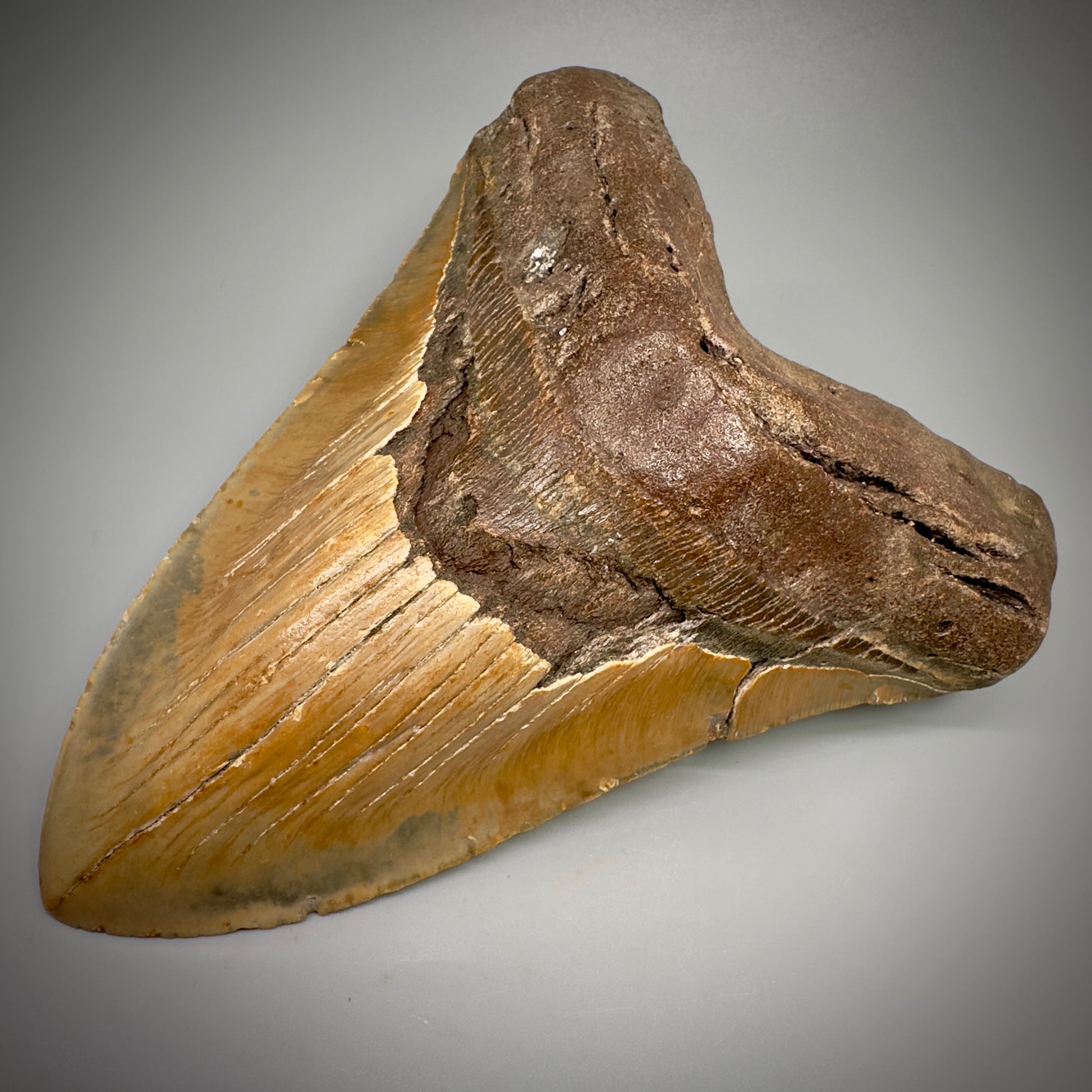 HUGE 6.30" Fossil Megalodon Shark Tooth - Wilmington North Carolina CM5305 - Front Right 3