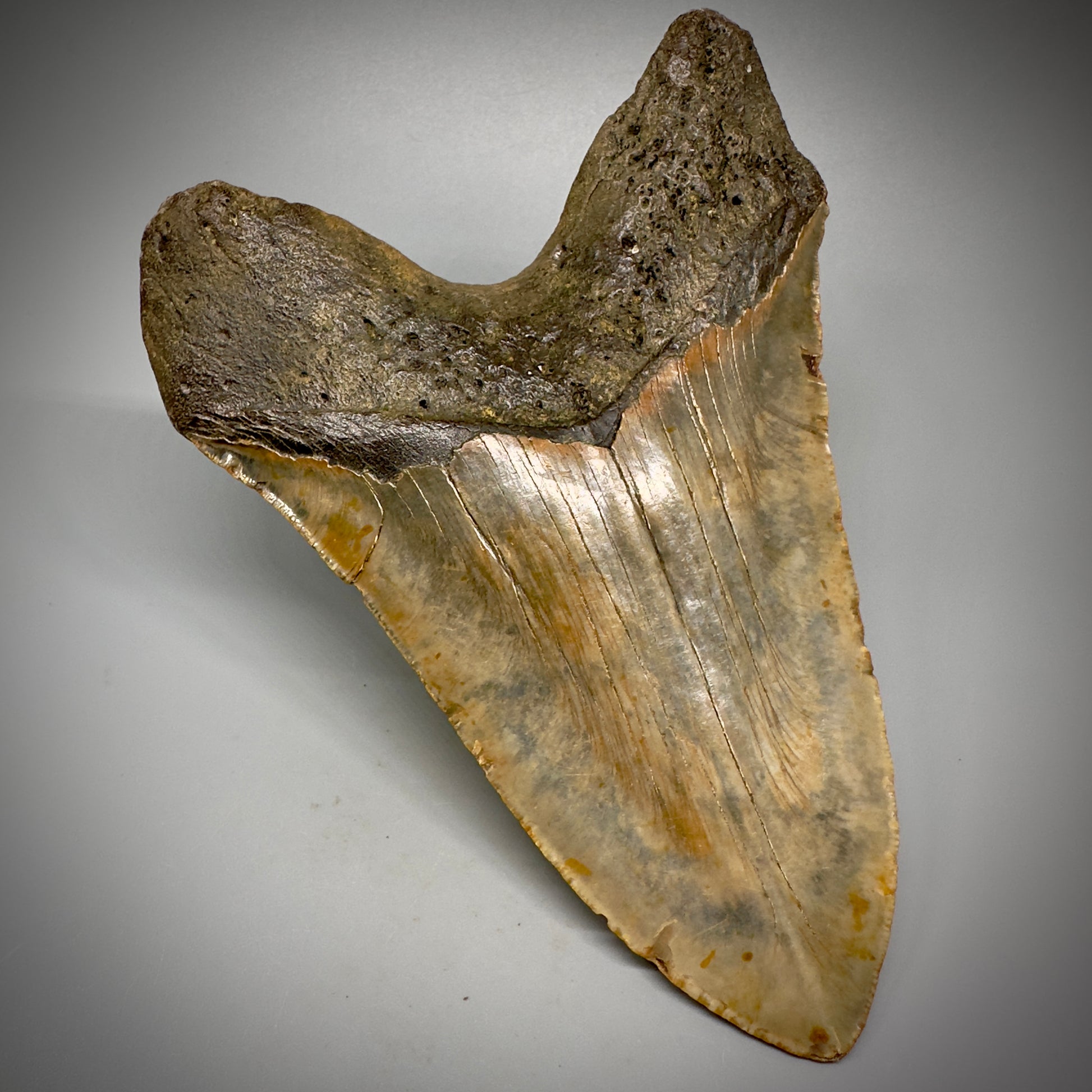 HUGE 6.30" Fossil Megalodon Shark Tooth - Wilmington North Carolina CM5305 - Back Left
