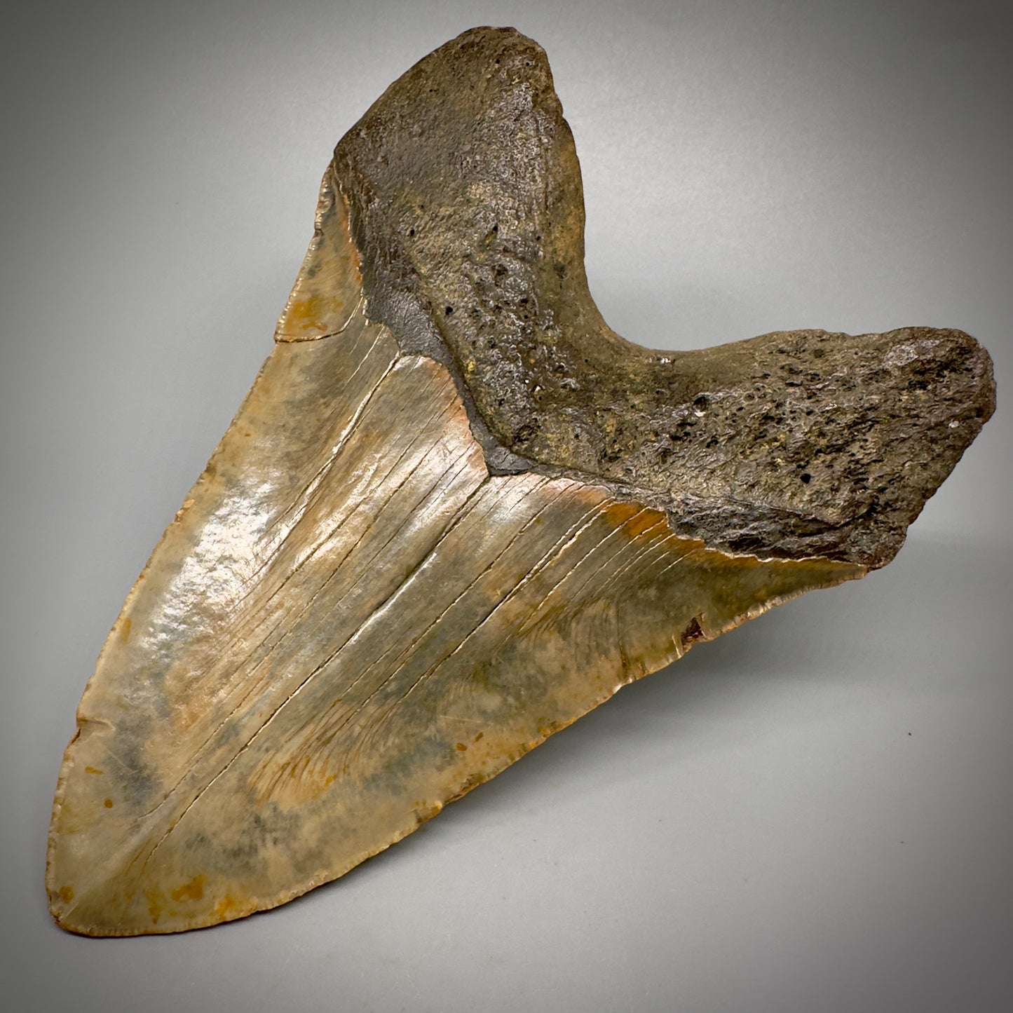 HUGE 6.30" Fossil Megalodon Shark Tooth - Wilmington North Carolina CM5305 - Back Right