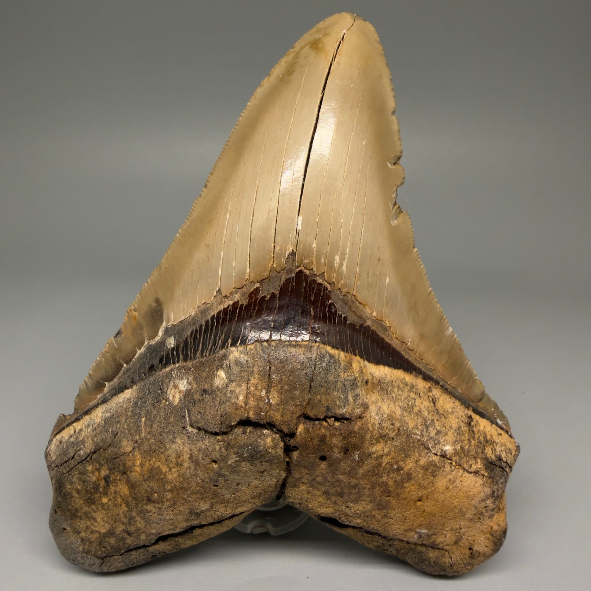 Front View Colorful, serrated 5.35" Fossil Megalodon Tooth - Wilmington North Carolina CM5675 - 1