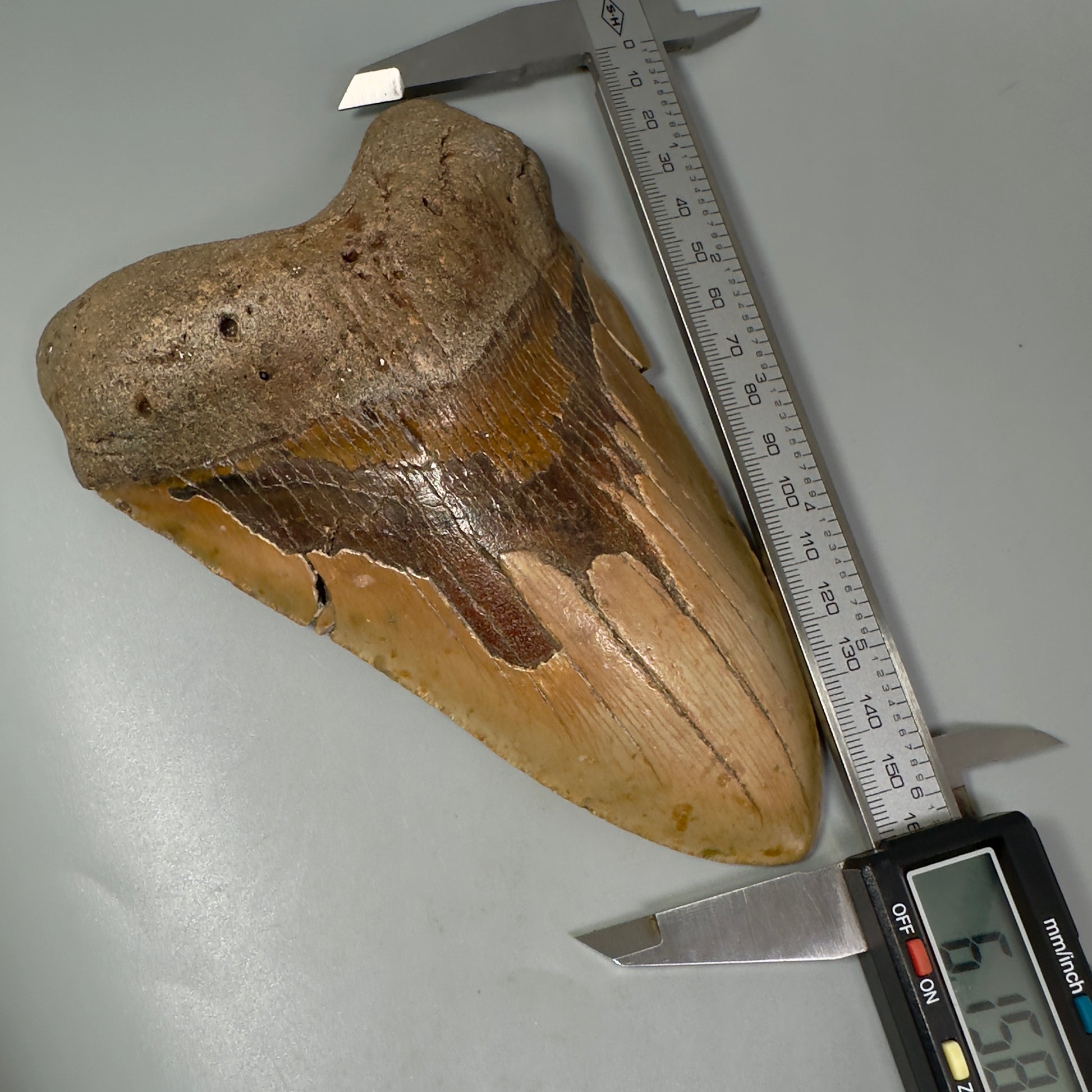 HUGE 6.15" Fossil Megalodon Shark Tooth - Wilmington North Carolina CM5304 - Front  calipers