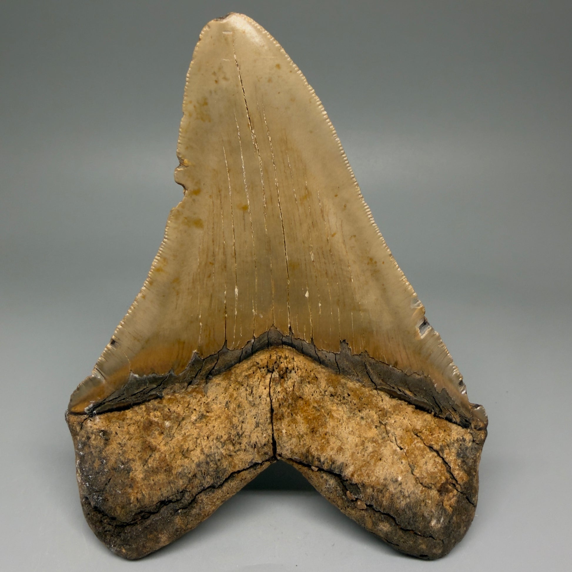 Back View Colorful, serrated 5.35" Fossil Megalodon Tooth - Wilmington North Carolina CM5675 
