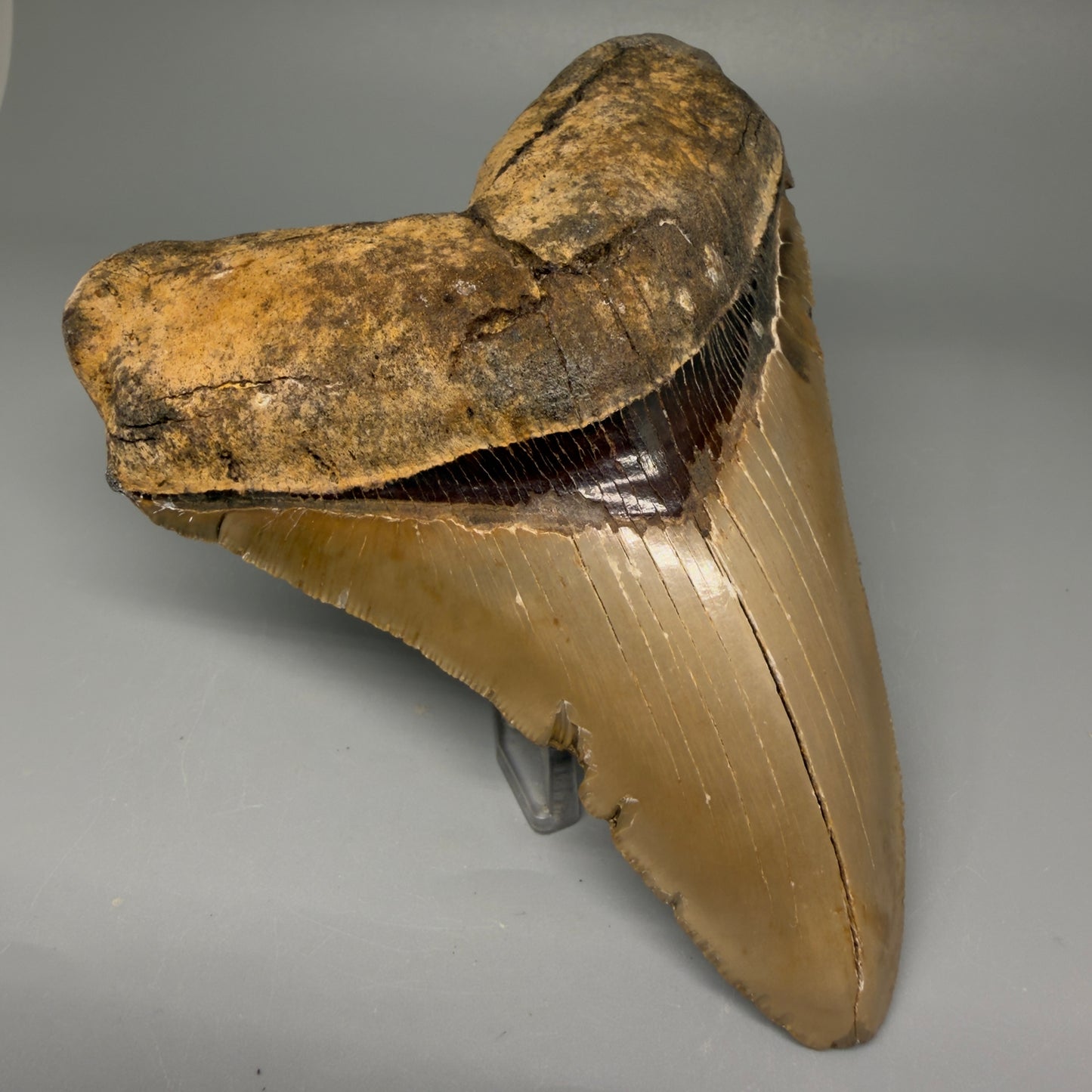 Front Left View Colorful, serrated 5.35" Fossil Megalodon Tooth - Wilmington North Carolina CM5675 