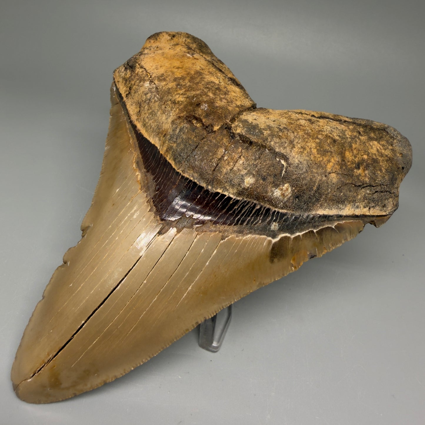 Front Right View Colorful, serrated 5.35" Fossil Megalodon Tooth - Wilmington North Carolina CM5675 