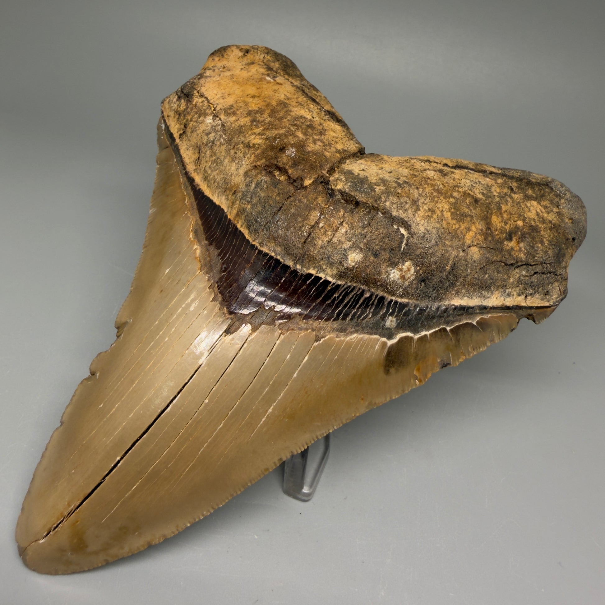 Front Right View Colorful, serrated 5.35" Fossil Megalodon Tooth - Wilmington North Carolina CM5675 