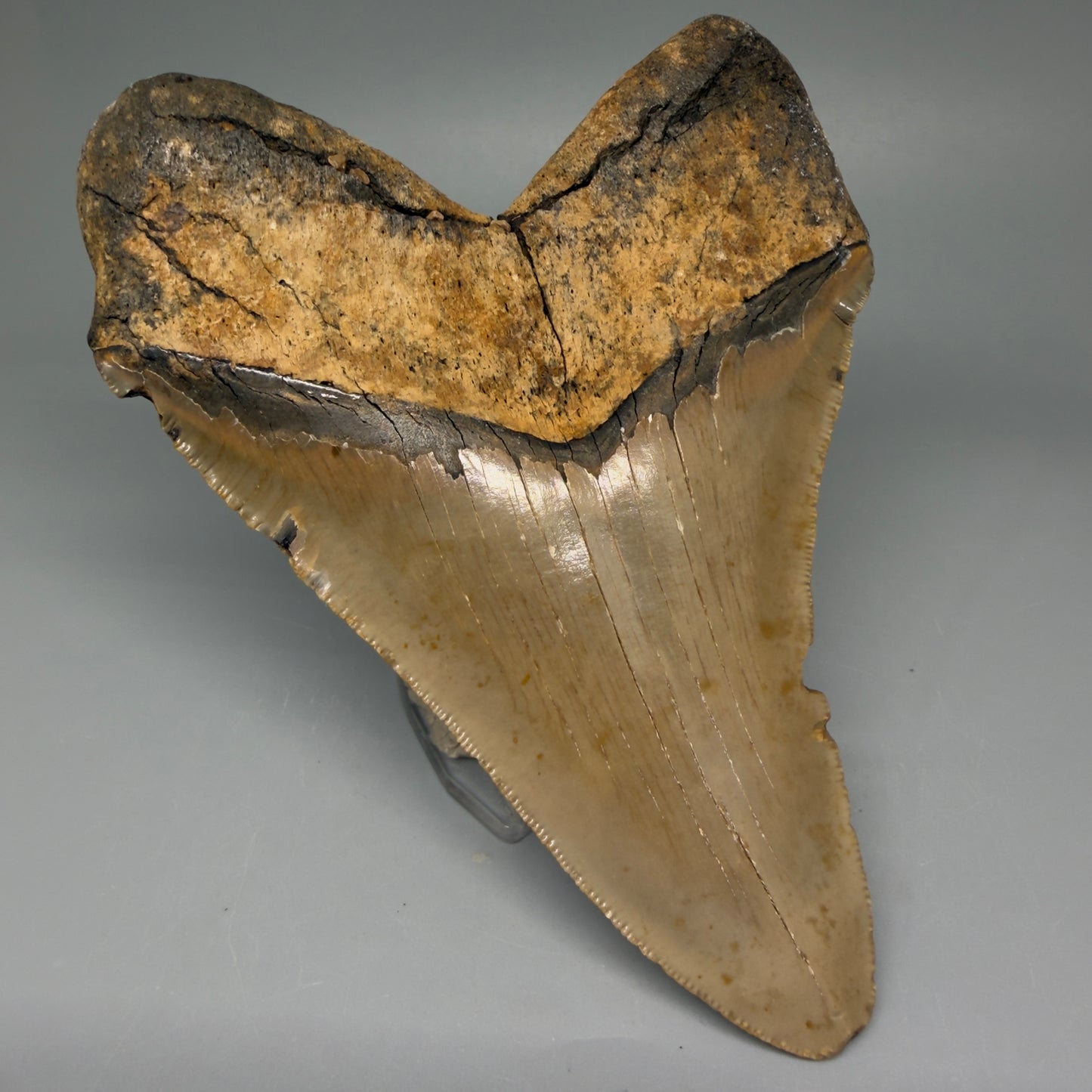 Back Left View Colorful, serrated 5.35" Fossil Megalodon Tooth - Wilmington North Carolina CM5675 