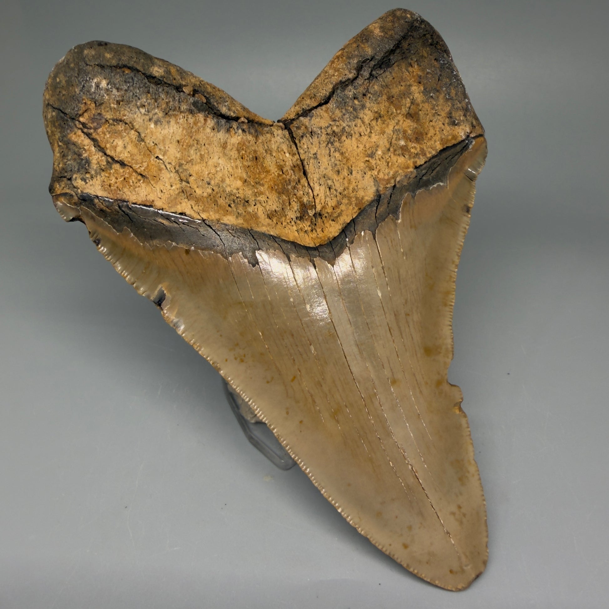 Back Left View Colorful, serrated 5.35" Fossil Megalodon Tooth - Wilmington North Carolina CM5675 