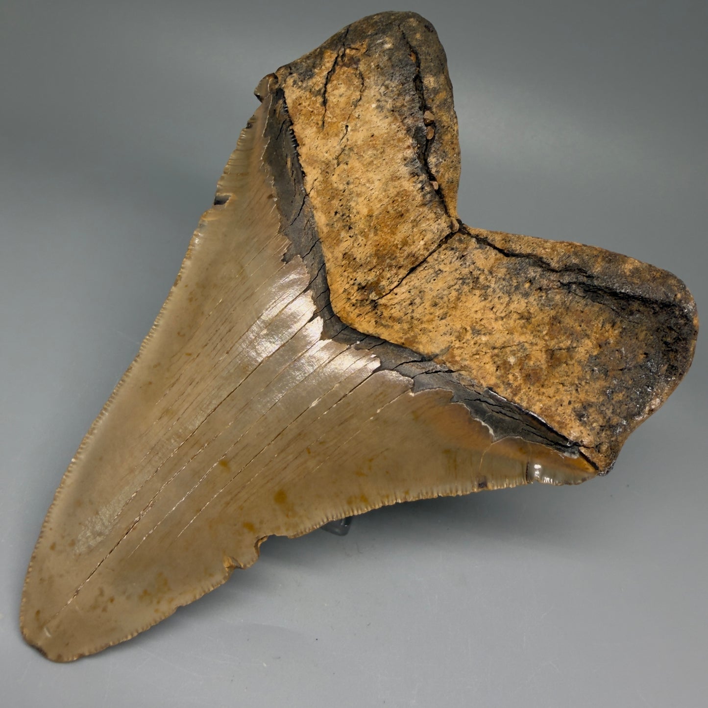 Back Right View Colorful, serrated 5.35" Fossil Megalodon Tooth - Wilmington North Carolina CM5675 