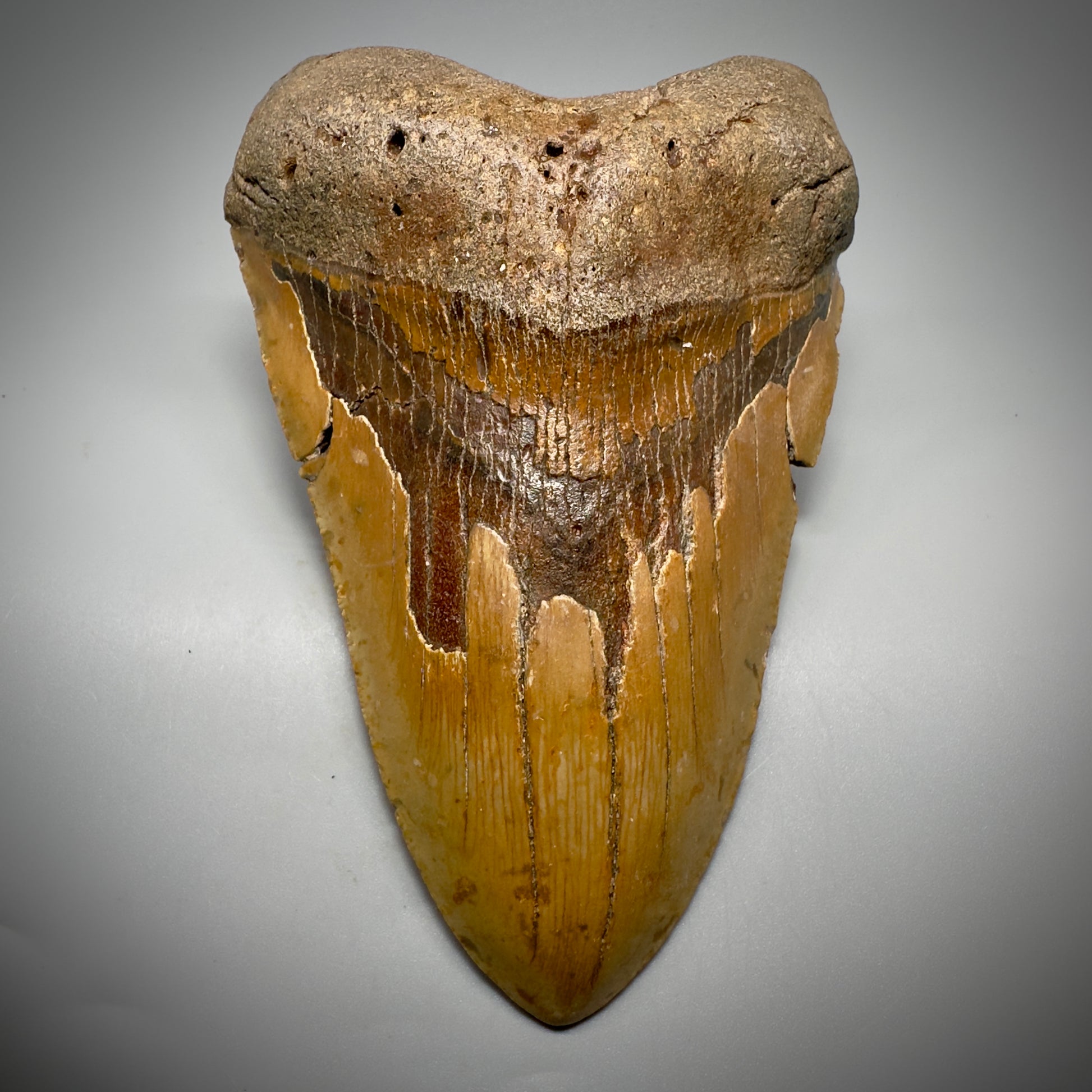 HUGE 6.15" Fossil Megalodon Shark Tooth - Wilmington North Carolina CM5304 - Front 1