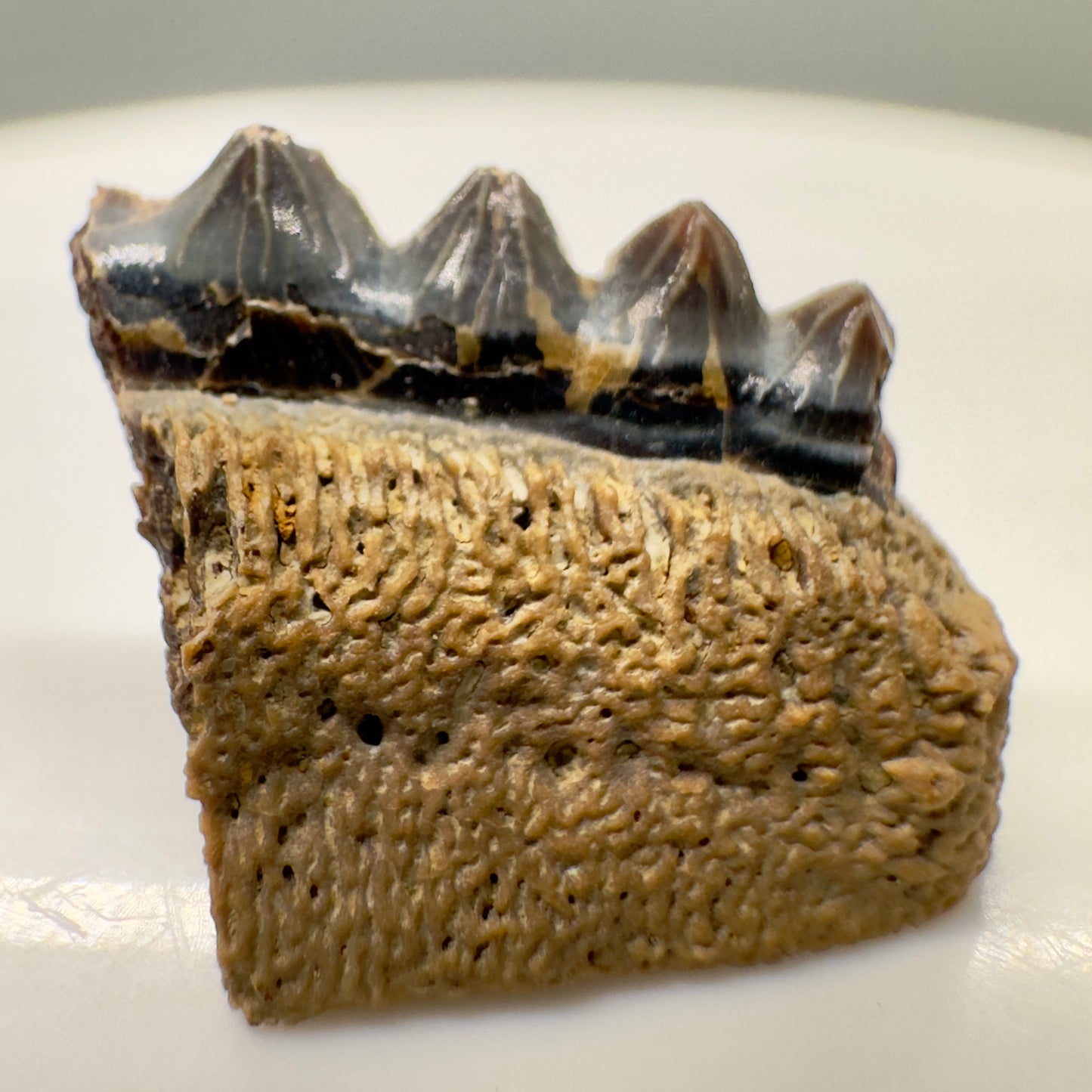 Very rare 0.55" wide Fossil Polyacrodus illingworthi - Extinct Hybodont Shark tooth - Dallas Co., TX R530 - Front