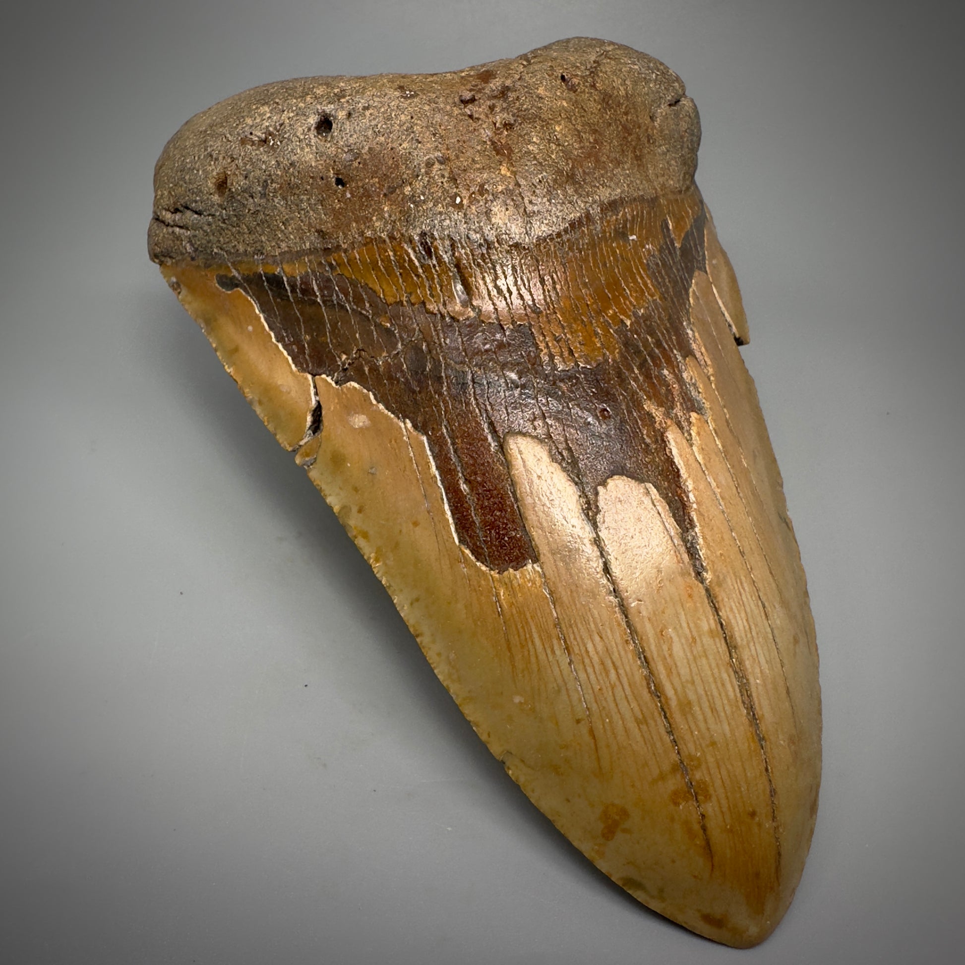 HUGE 6.15" Fossil Megalodon Shark Tooth - Wilmington North Carolina CM5304 - Front Left