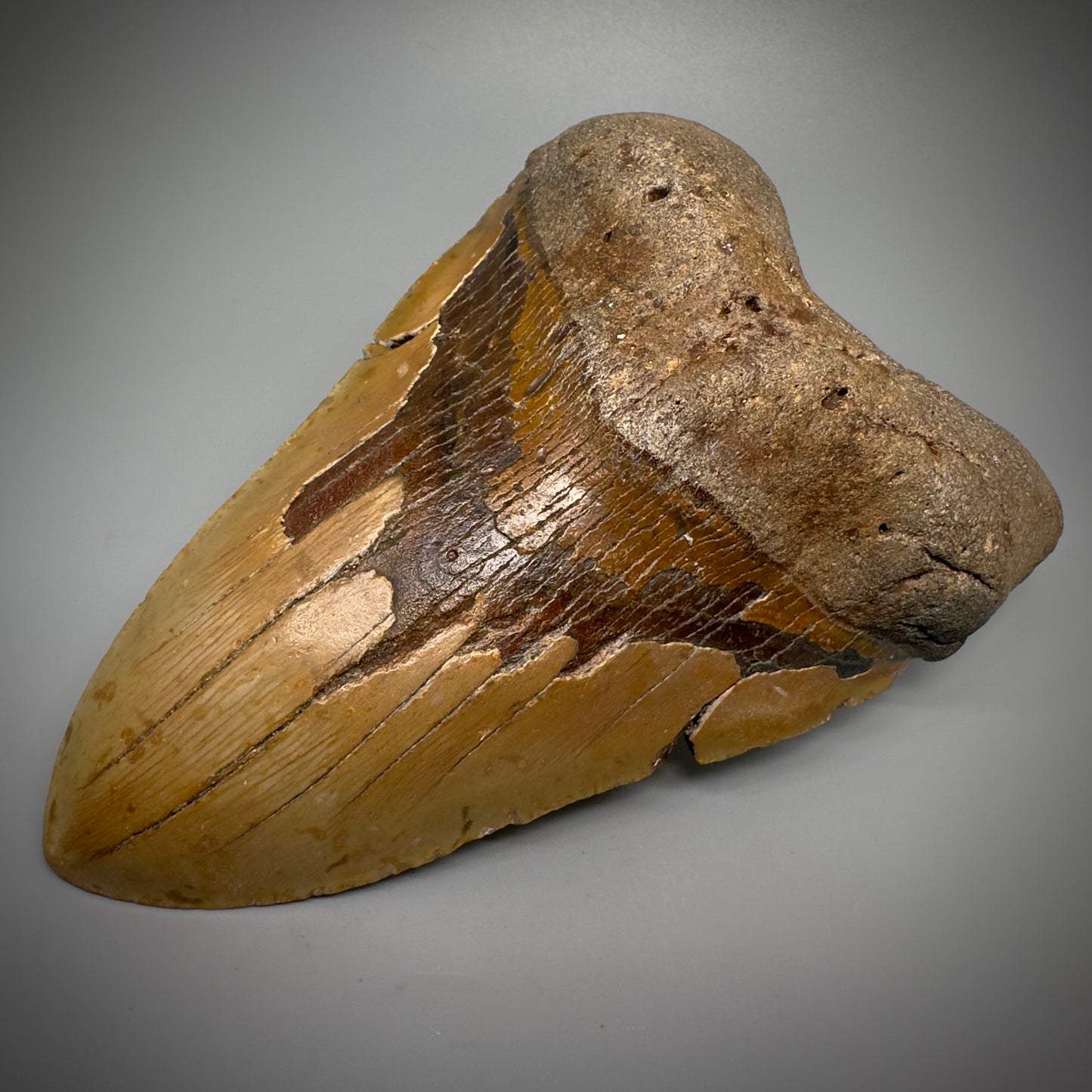 HUGE 6.15" Fossil Megalodon Shark Tooth - Wilmington North Carolina CM5304 - Front  Right