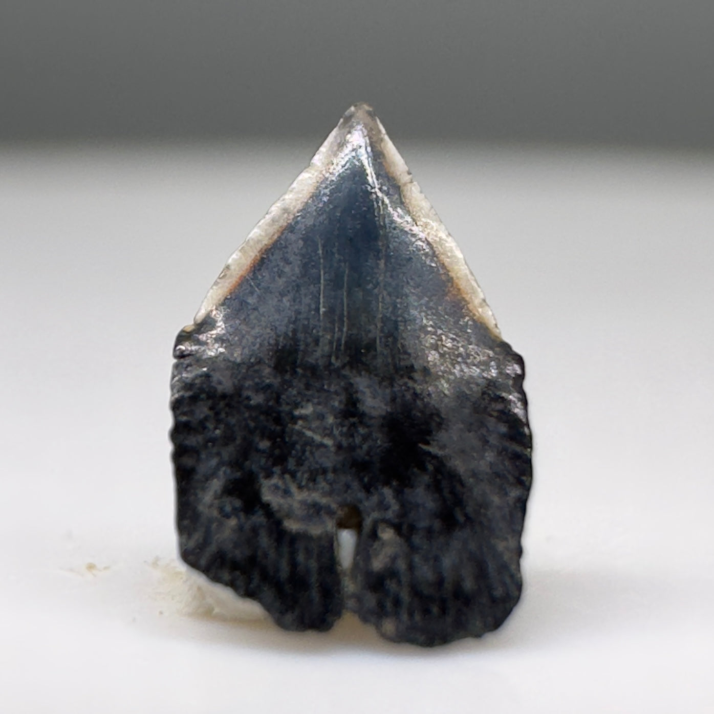 Tiny 5.83mm Fossil Isitius brasiliensis - Cookiecutter Tooth from North Port, FL R523 - Front