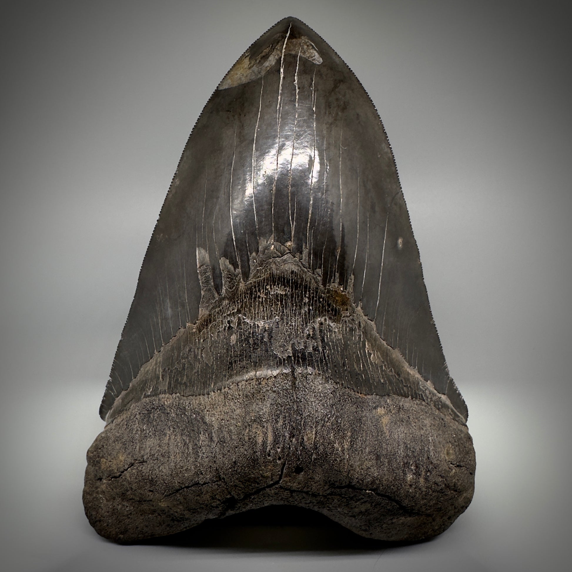 Collector's Quality, HUGE, Jet Black 6.47" Fossil Megalodon Shark Tooth from Georgia CM5307 - Front