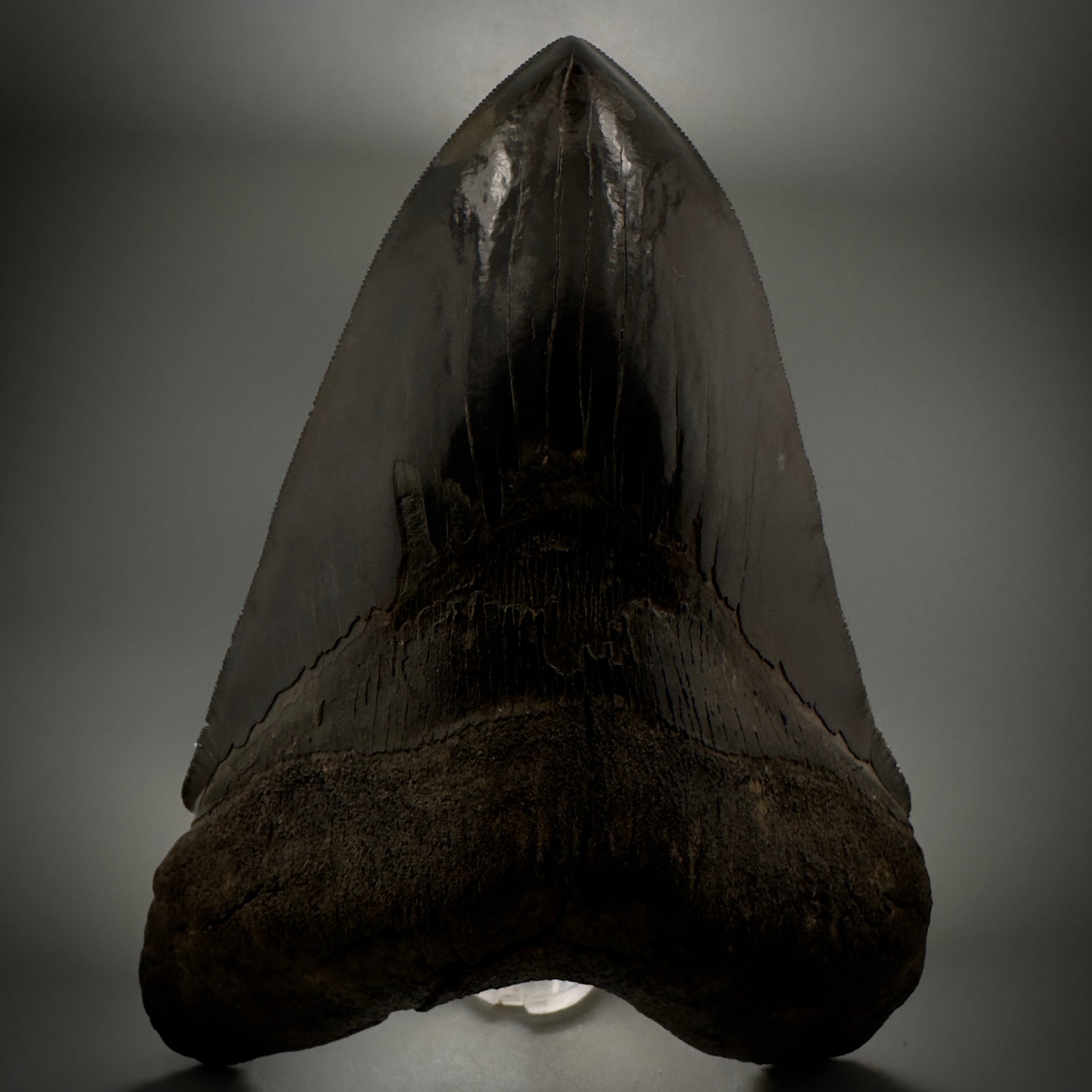 Collector's Quality, HUGE, Jet Black 6.47" Fossil Megalodon Shark Tooth from Georgia CM5307 - Front 4