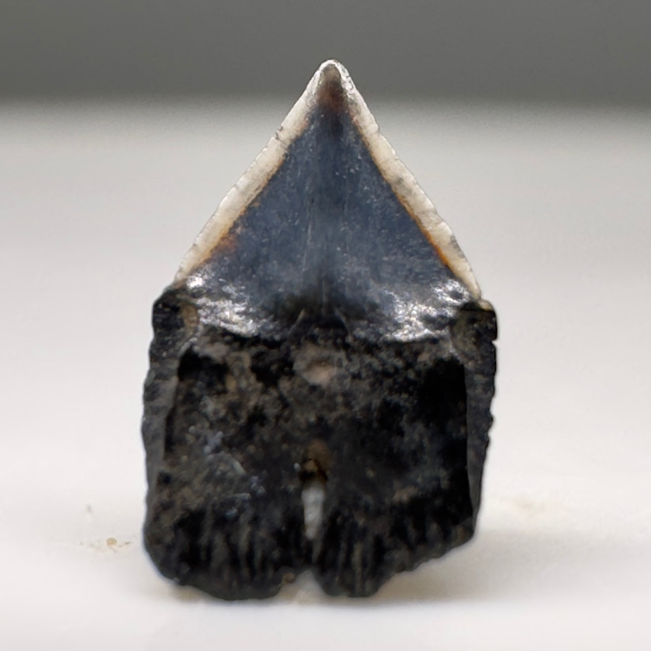 Tiny 5.83mm Fossil Isitius brasiliensis - Cookiecutter Tooth from North Port, FL R523 - Back