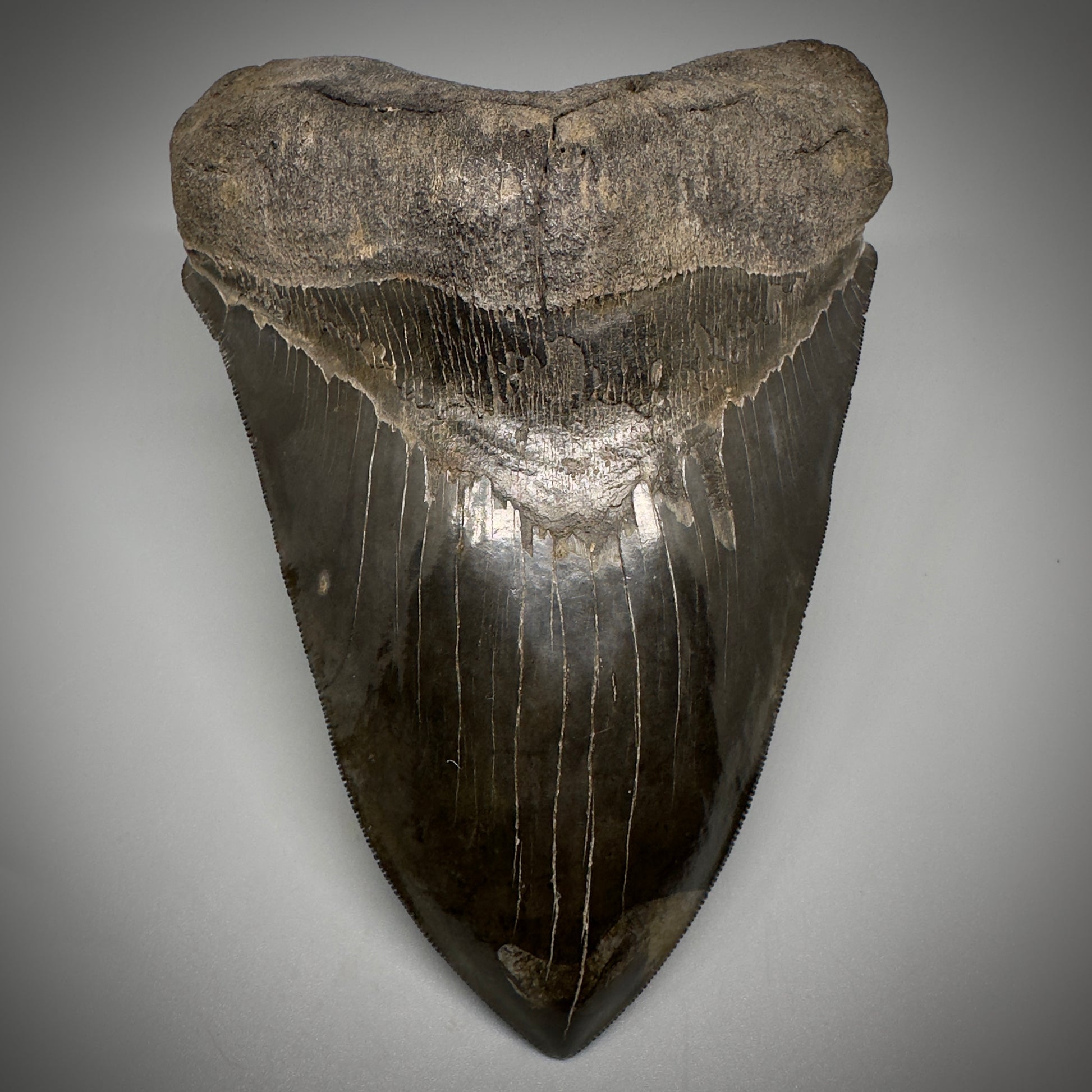 Collector's Quality, HUGE, Jet Black 6.47" Fossil Megalodon Shark Tooth from Georgia CM5307 - Front 2