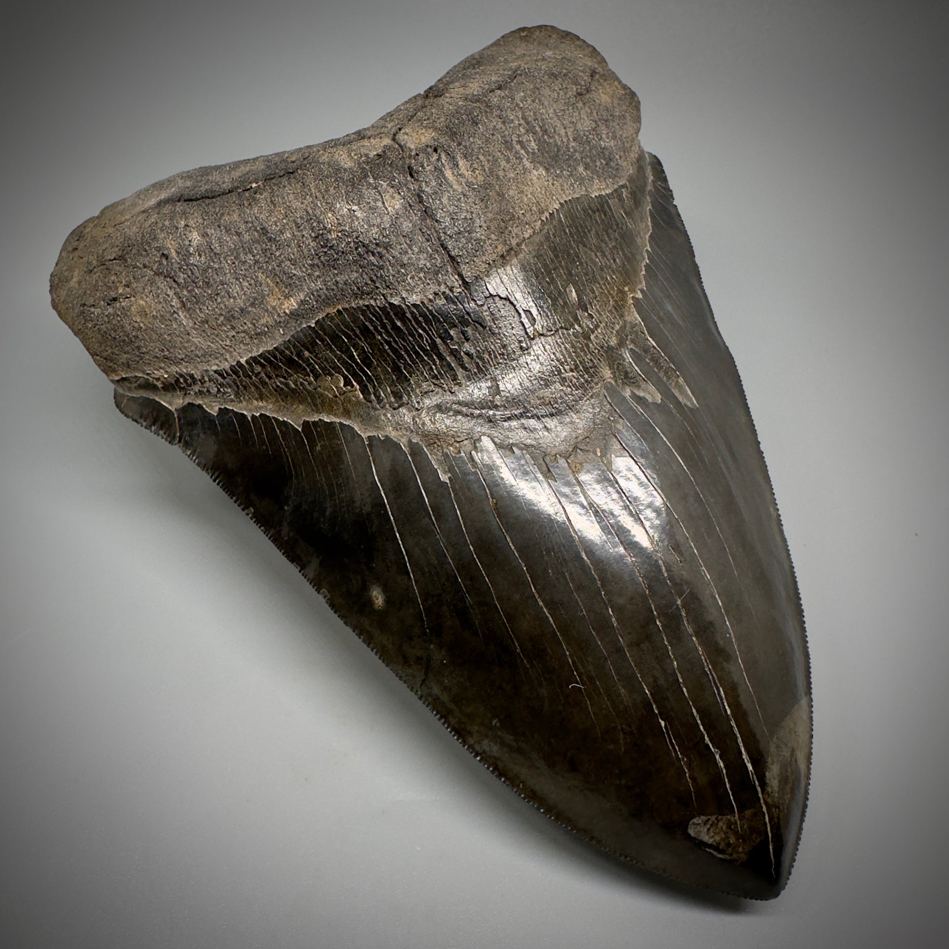 Collector's Quality, HUGE, Jet Black 6.47" Fossil Megalodon Shark Tooth from Georgia CM5307 - Front Left