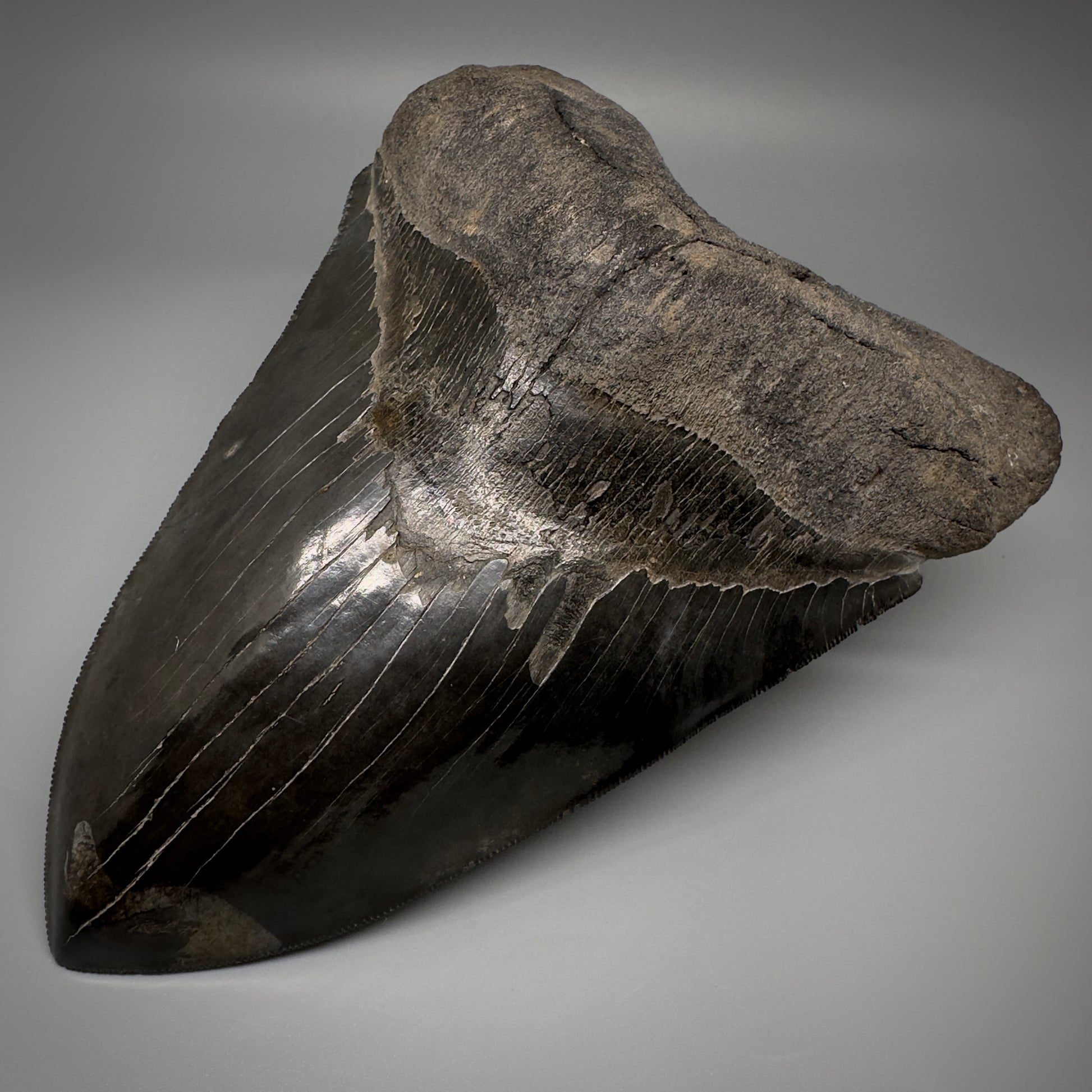 Collector's Quality, HUGE, Jet Black 6.47" Fossil Megalodon Shark Tooth from Georgia CM5307 - Front Right