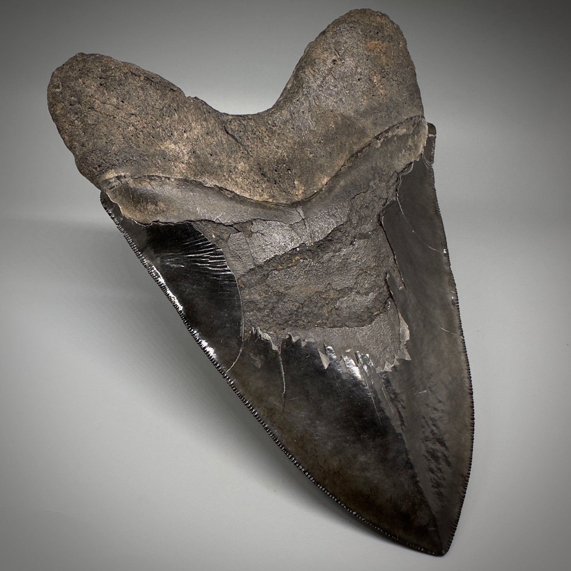Collector's Quality, HUGE, Jet Black 6.47" Fossil Megalodon Shark Tooth from Georgia CM5307 - Back Left