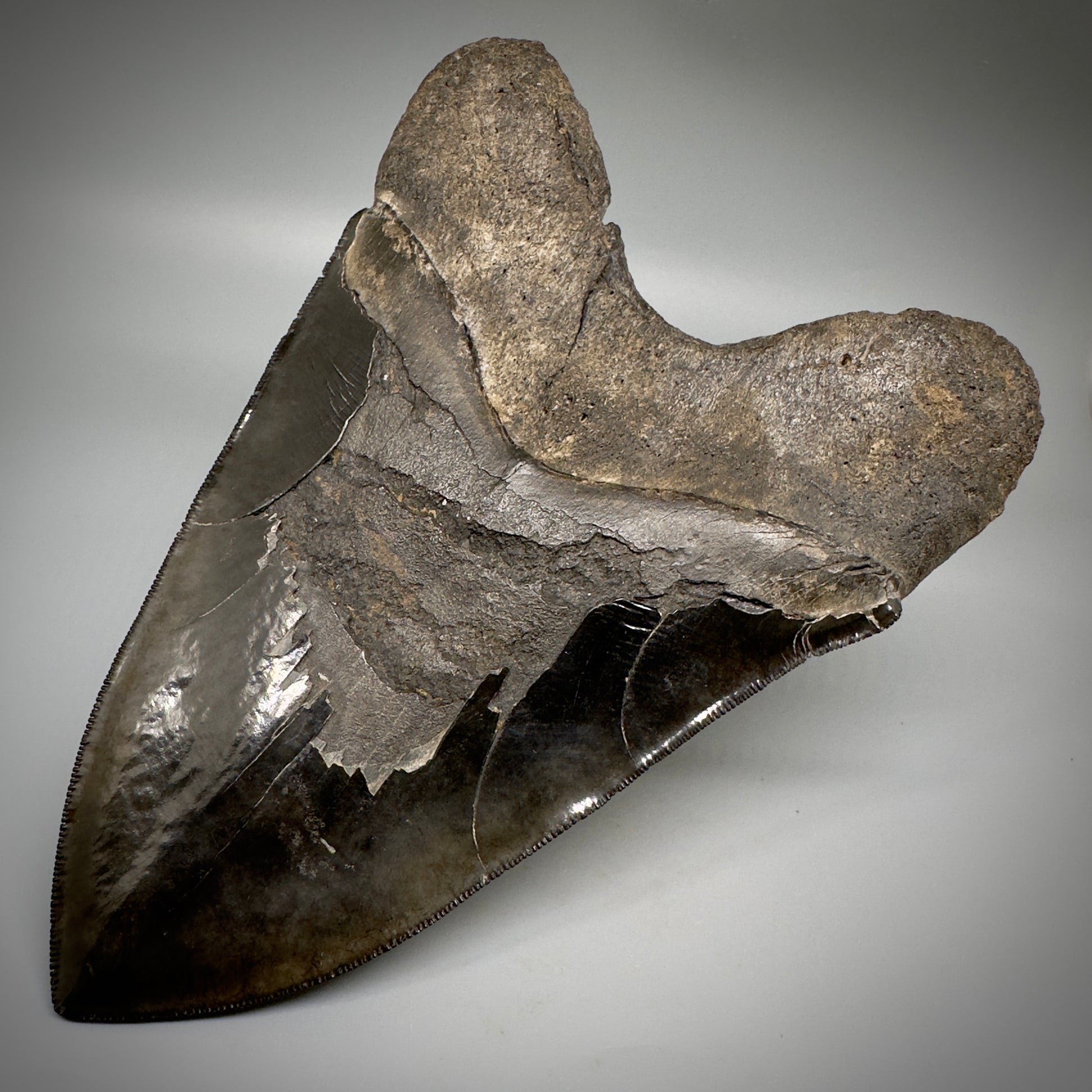 Collector's Quality, HUGE, Jet Black 6.47" Fossil Megalodon Shark Tooth from Georgia CM5307 - Back Right