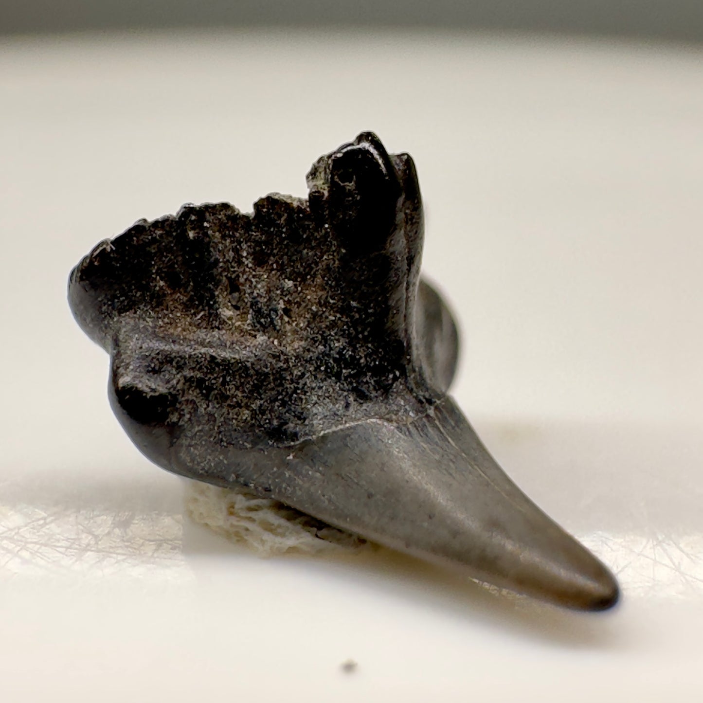 0.30" Fossil Squaticillium sp. - Extinct Carpet Tooth from Andalusia, Alabama R521 - Front right