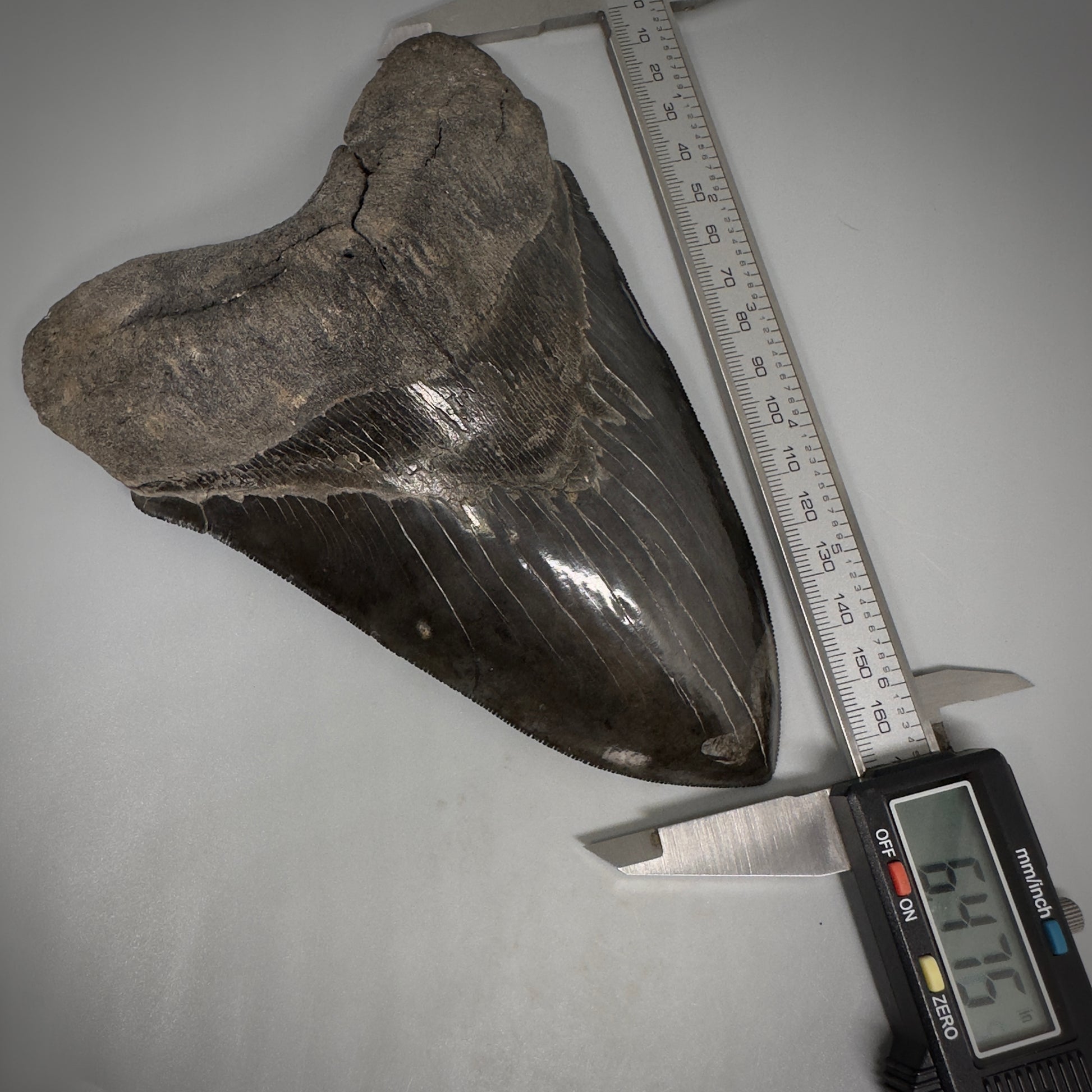 Collector's Quality, HUGE, Jet Black 6.47" Fossil Megalodon Shark Tooth from Georgia CM5307 - Front Cal[pers