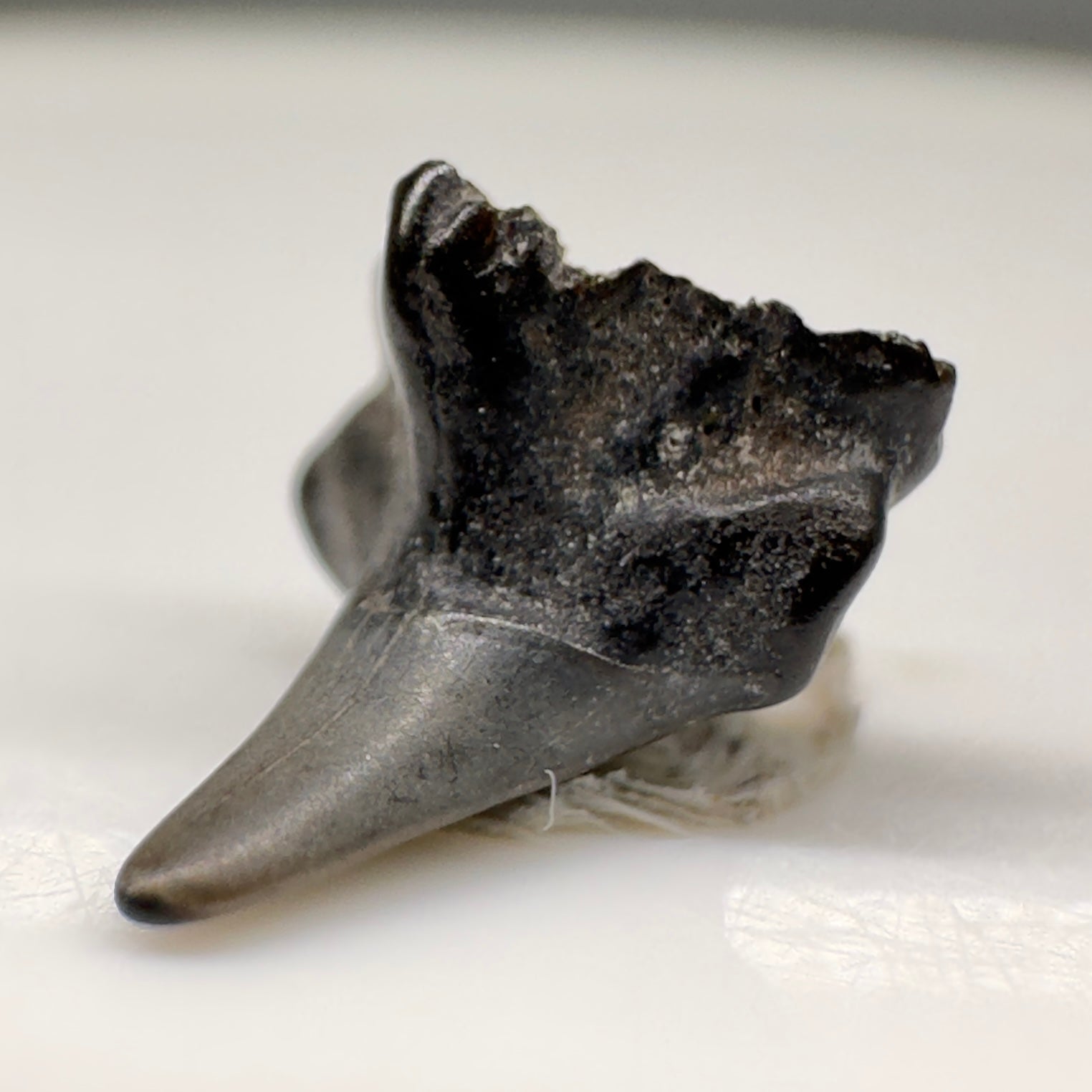 0.30" Fossil Squaticillium sp. - Extinct Carpet Tooth from Andalusia, Alabama R521 - Front left