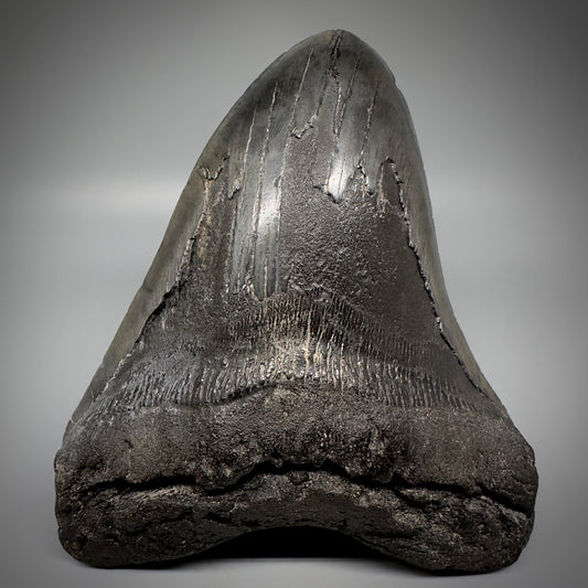 Dark colors, HUGE 6.11" Fossil Megalodon Tooth - South Carolina CM5306 - Front