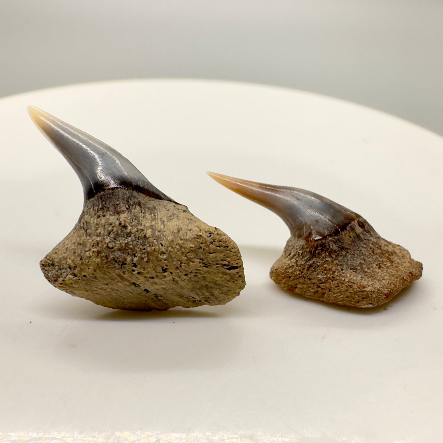 Pair of Upper Fossil Hexanchus gigas - Sixgill Cow Shark teeth from Sacaco, Peru R525 - Front