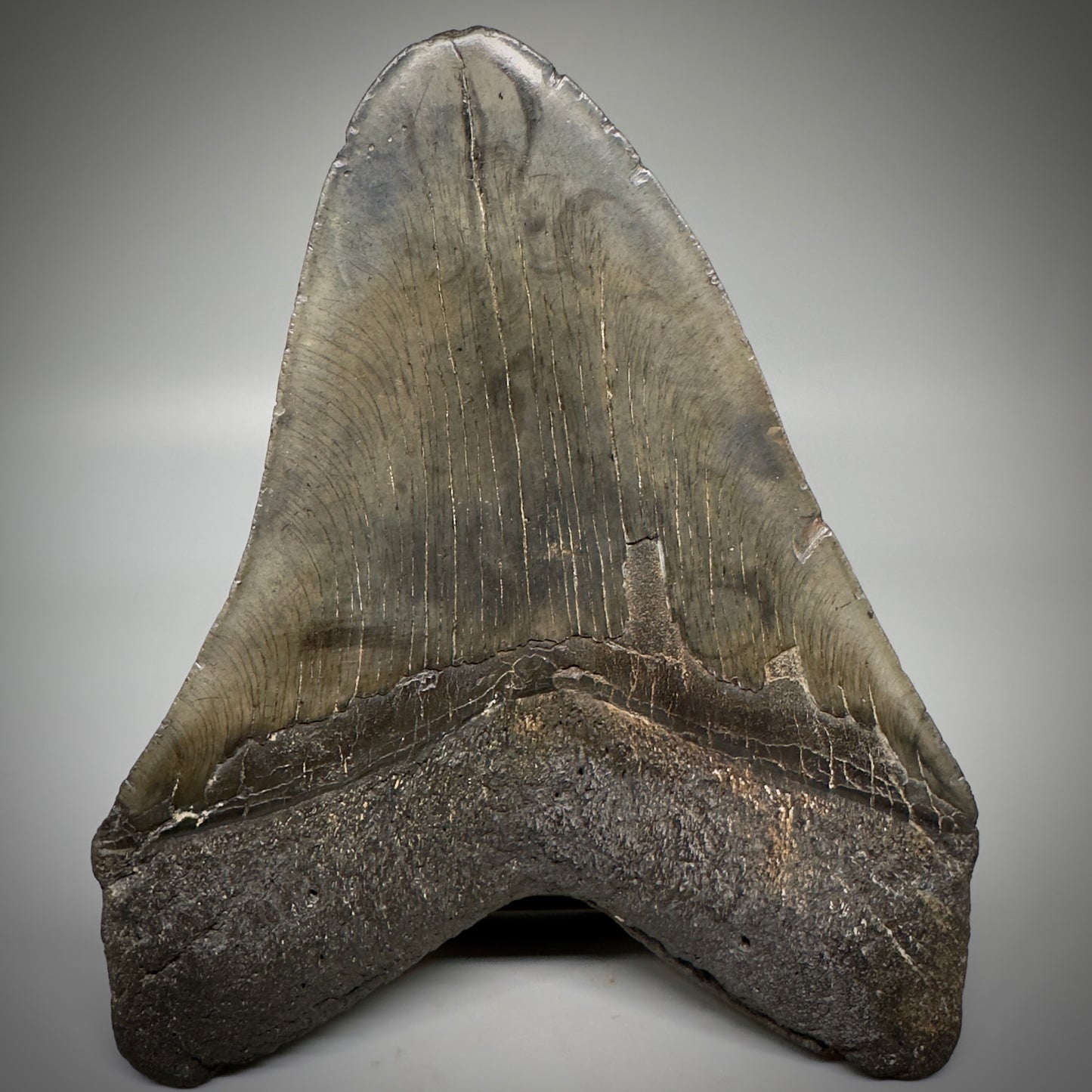 Dark colors, HUGE 6.11" Fossil Megalodon Tooth - South Carolina CM5306 - Back 
