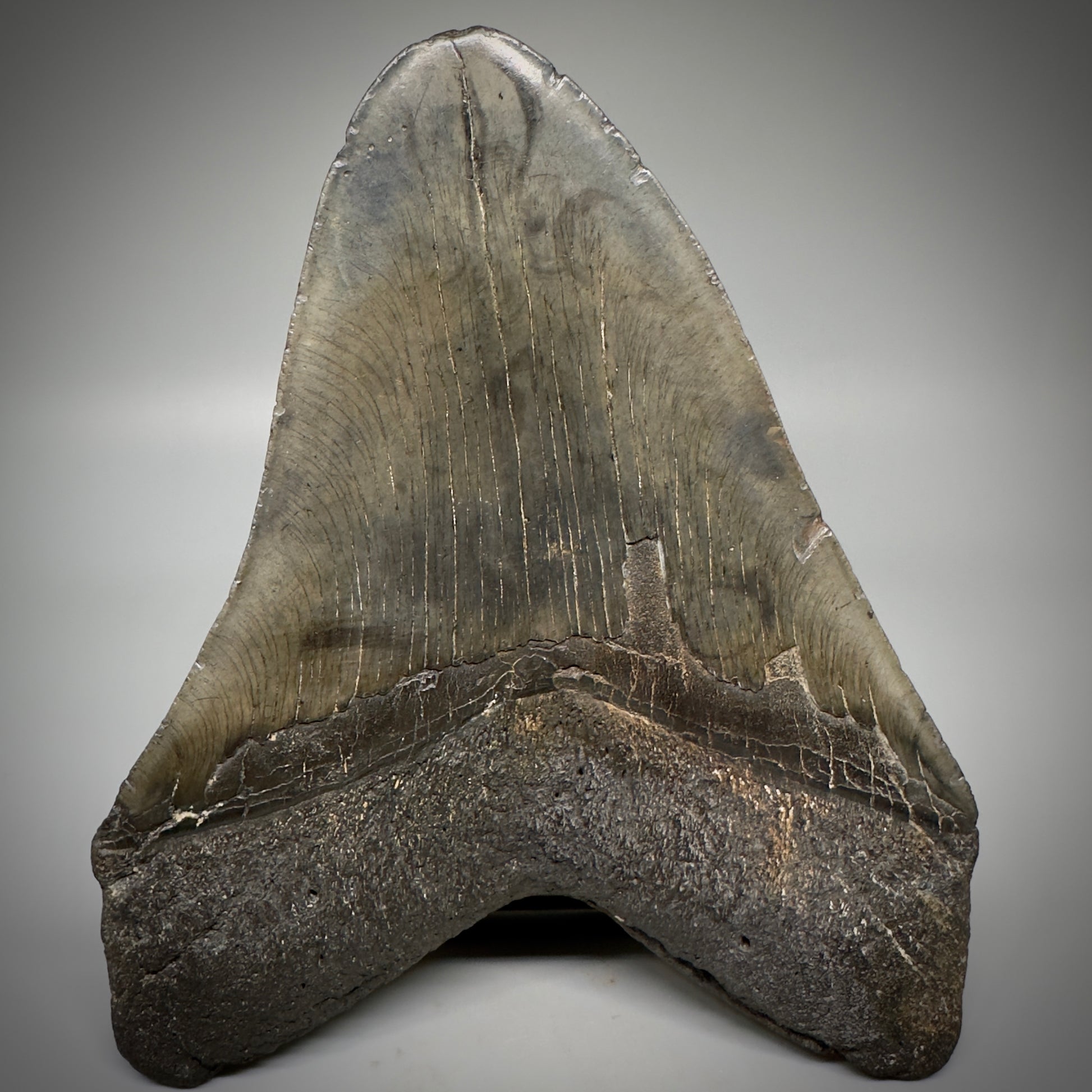 Dark colors, HUGE 6.11" Fossil Megalodon Tooth - South Carolina CM5306 - Back 