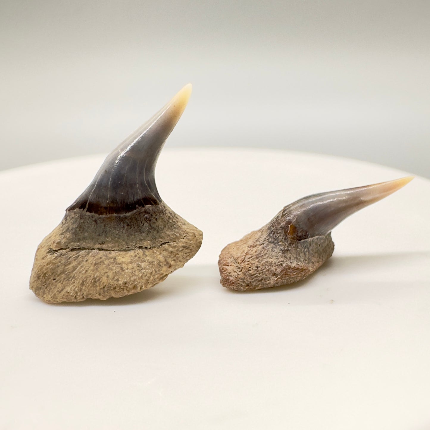 Pair of Upper Fossil Hexanchus gigas - Sixgill Cow Shark teeth from Sacaco, Peru R525 - Back