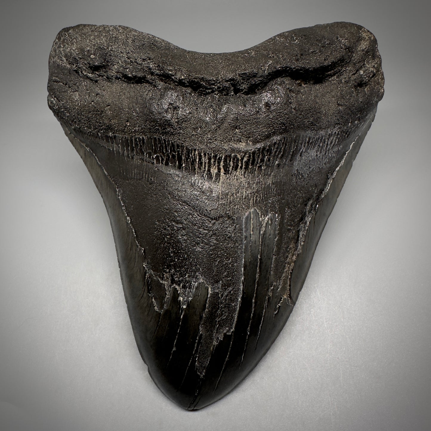 Dark colors, HUGE 6.11" Fossil Megalodon Tooth - South Carolina CM5306 - Front 1