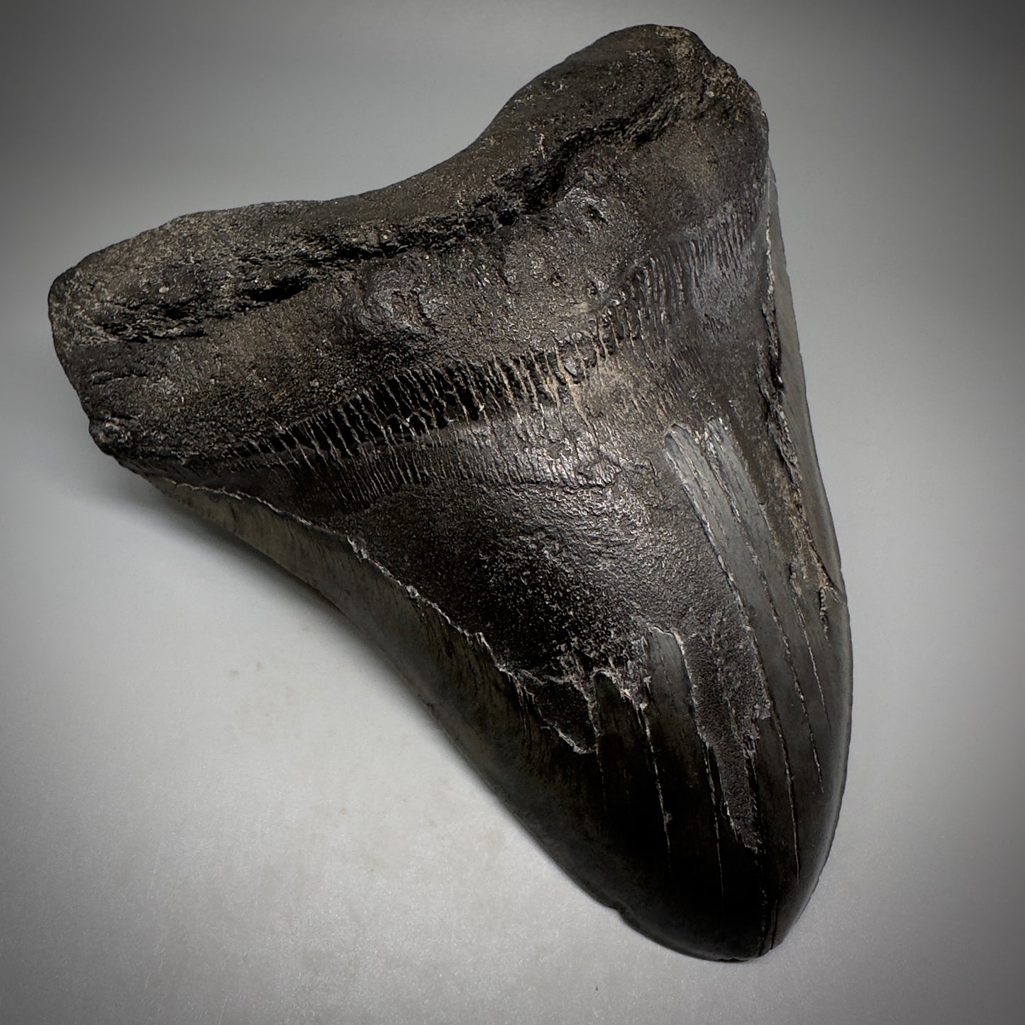 Dark colors, HUGE 6.11" Fossil Megalodon Tooth - South Carolina CM5306 - Front Left